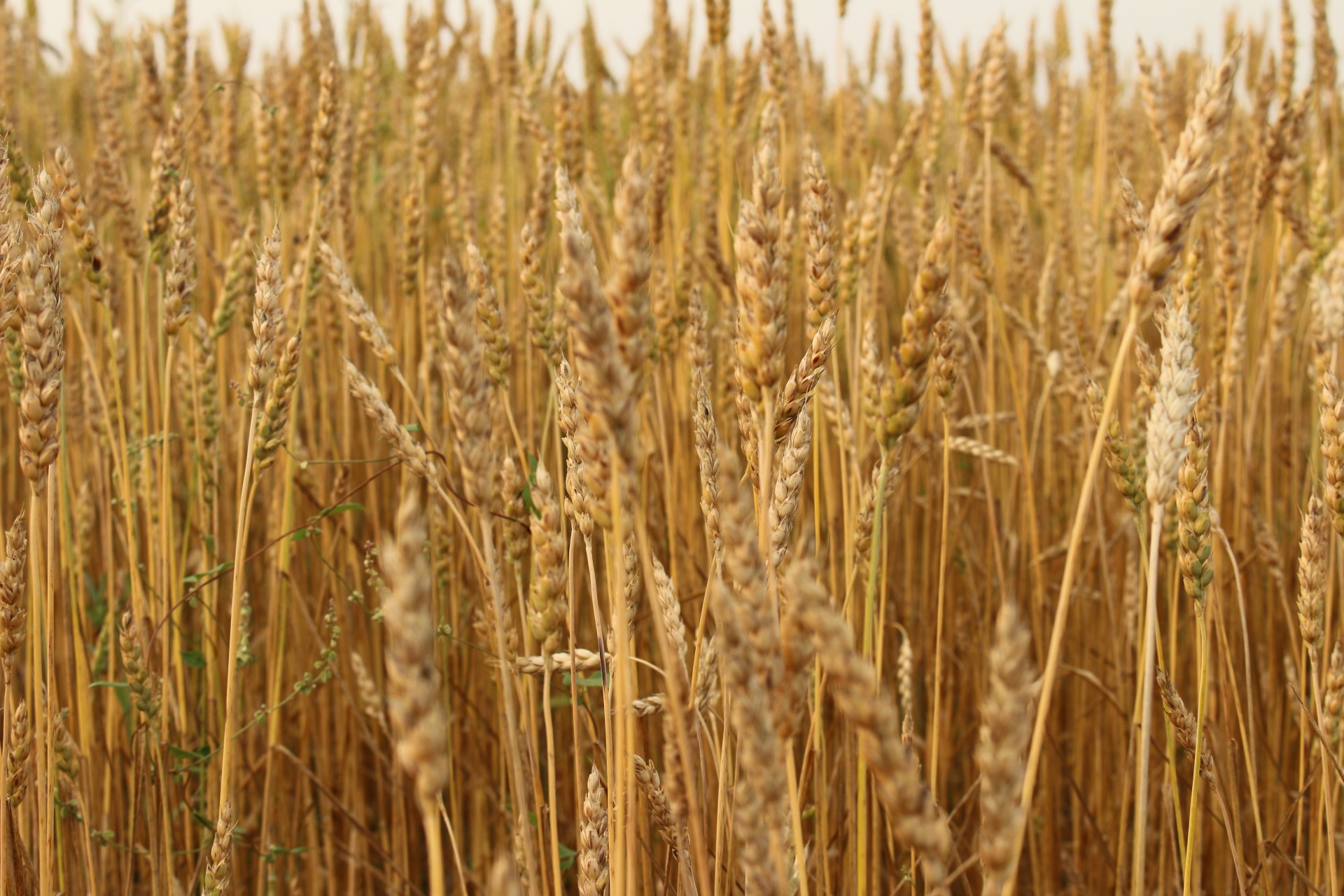 farm golden wheat free photo