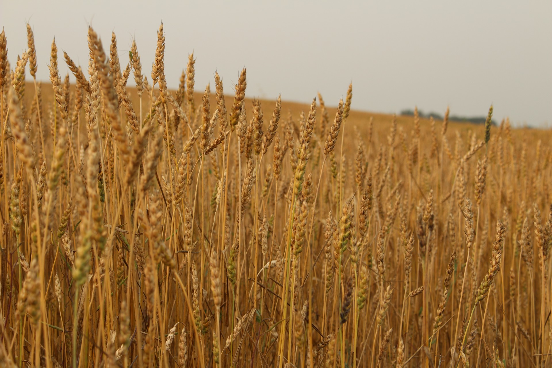 farm golden wheat free photo