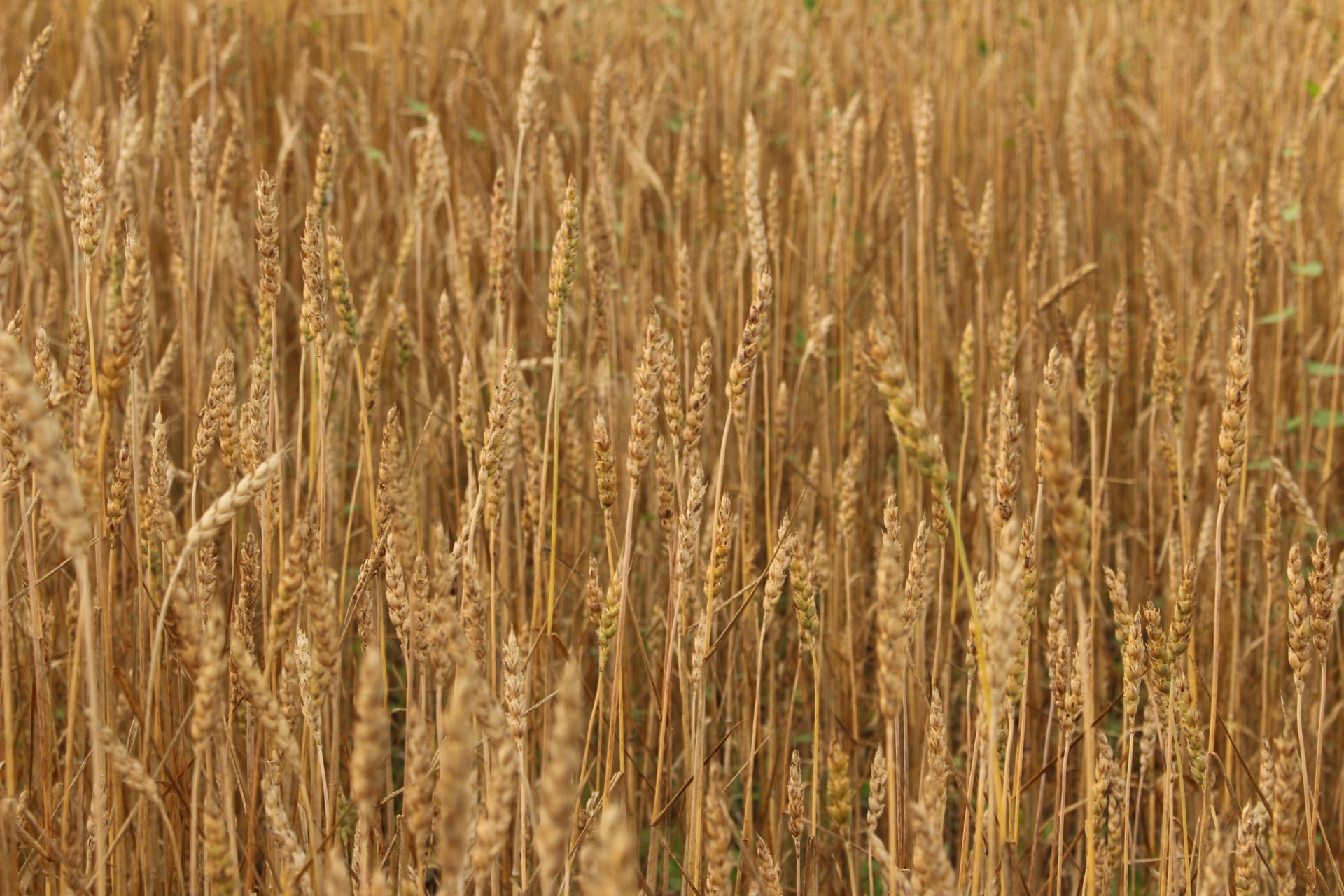 farm golden wheat free photo