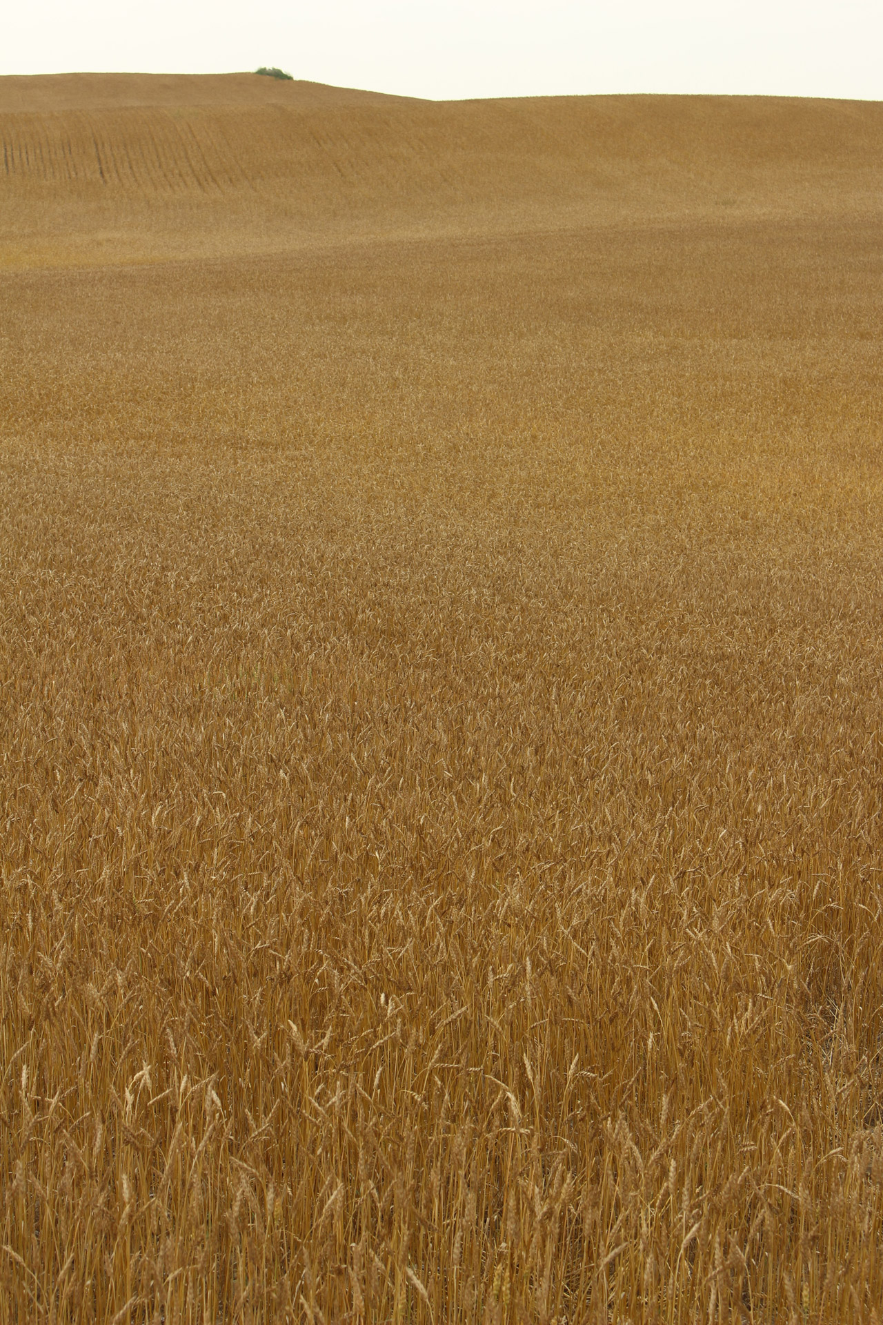 farm golden wheat free photo