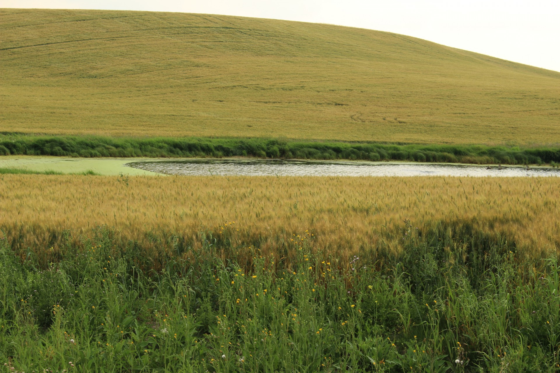 farm golden wheat free photo