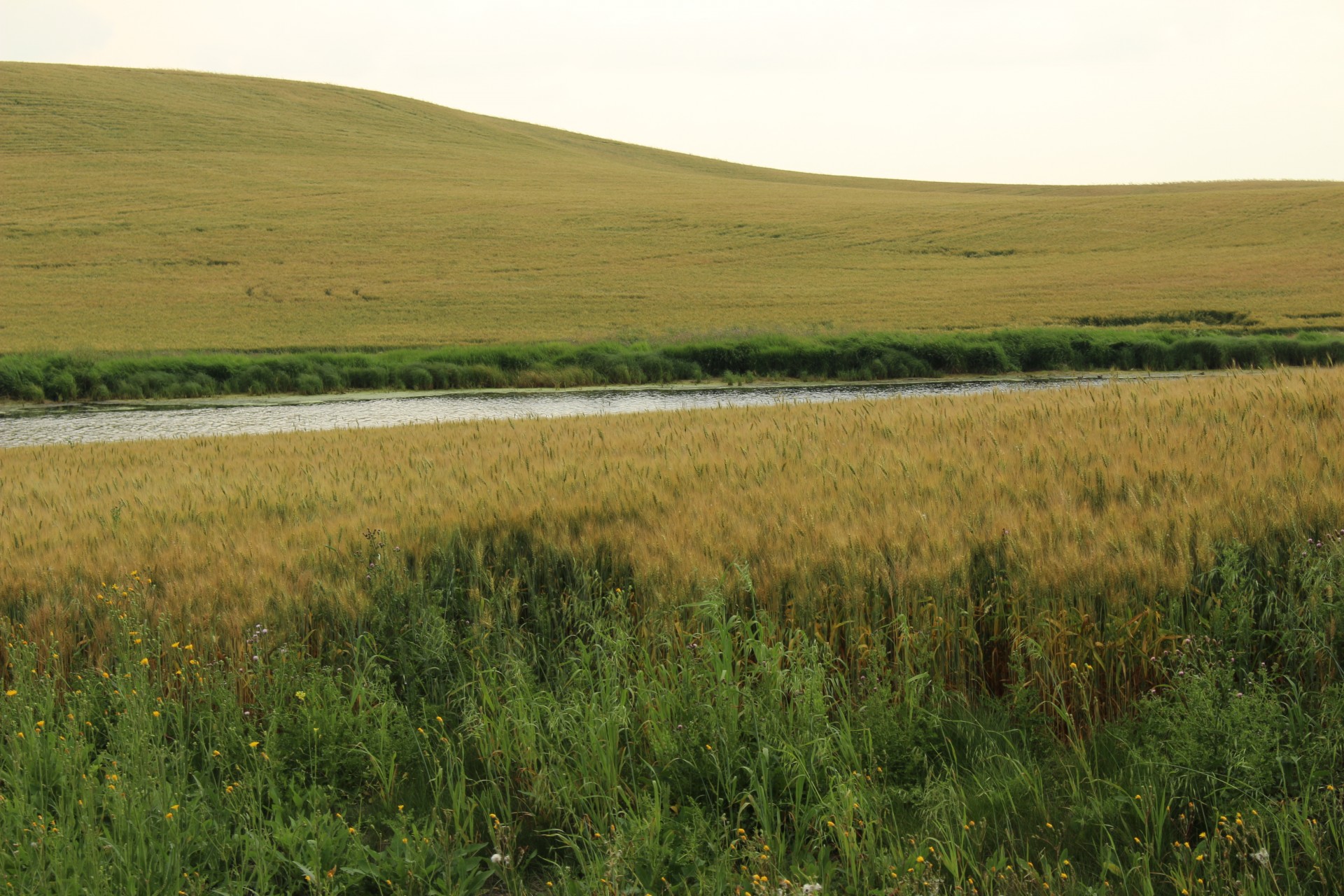 farm golden wheat free photo