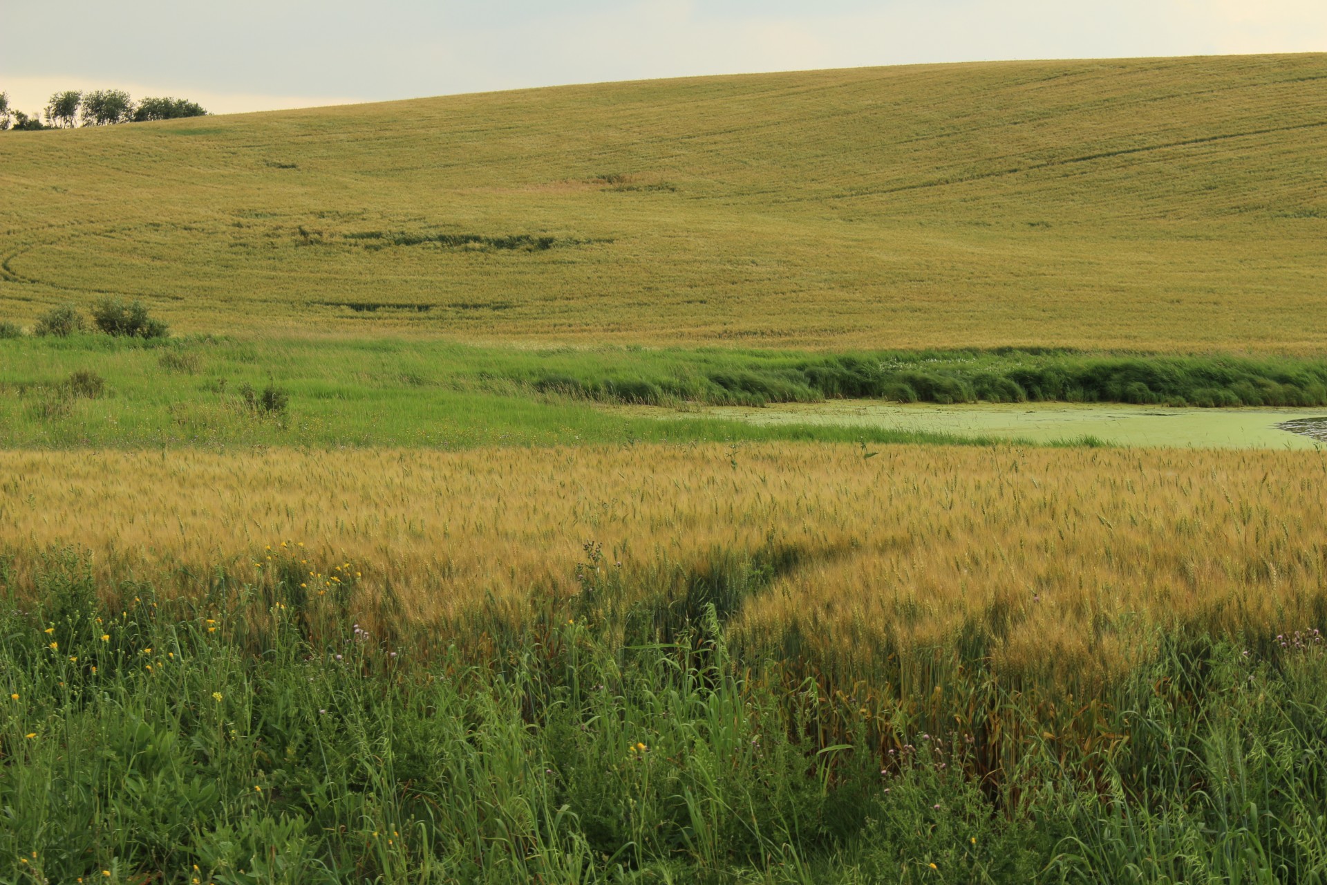 farm golden wheat free photo