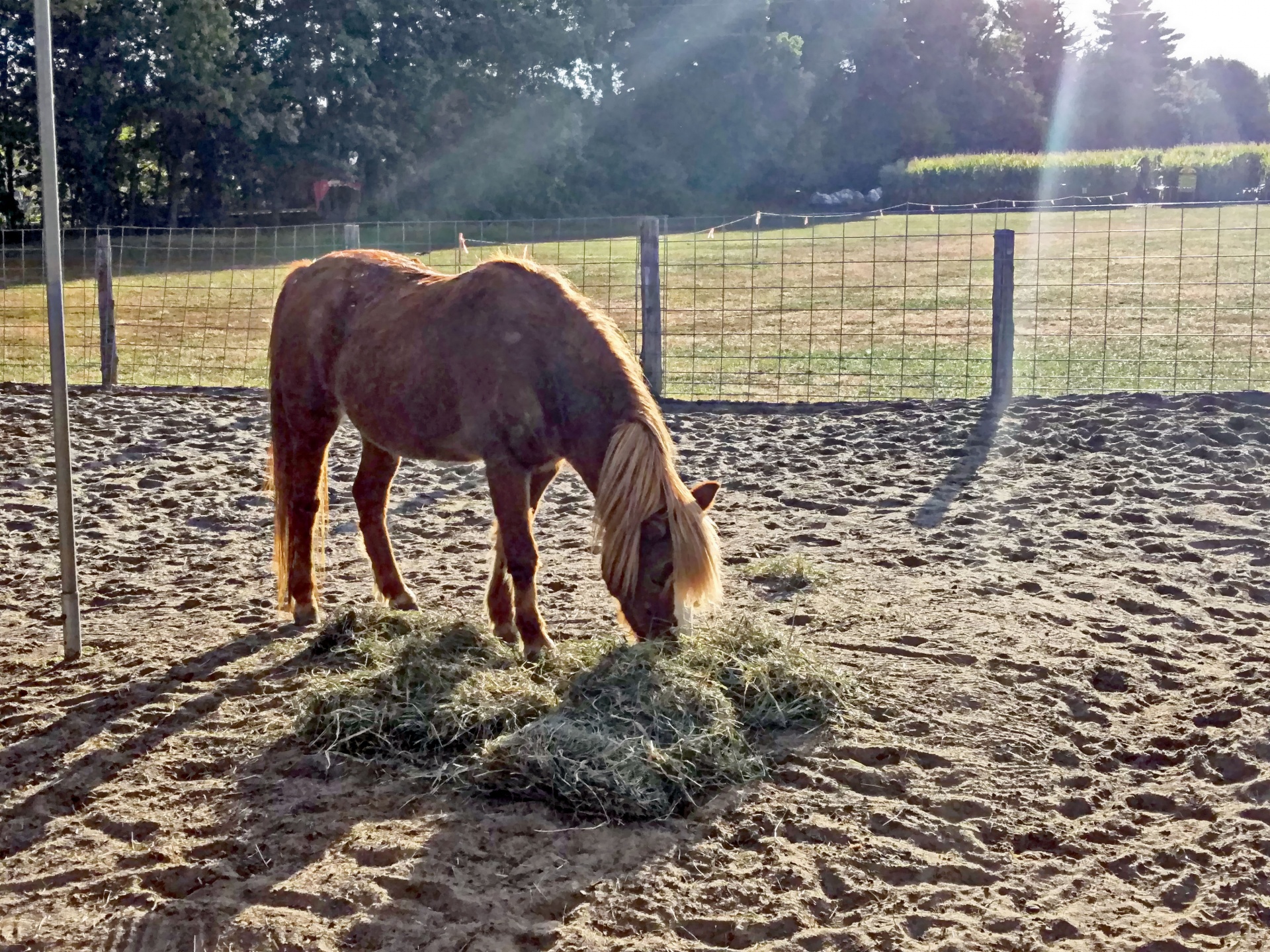 horse pony farm free photo