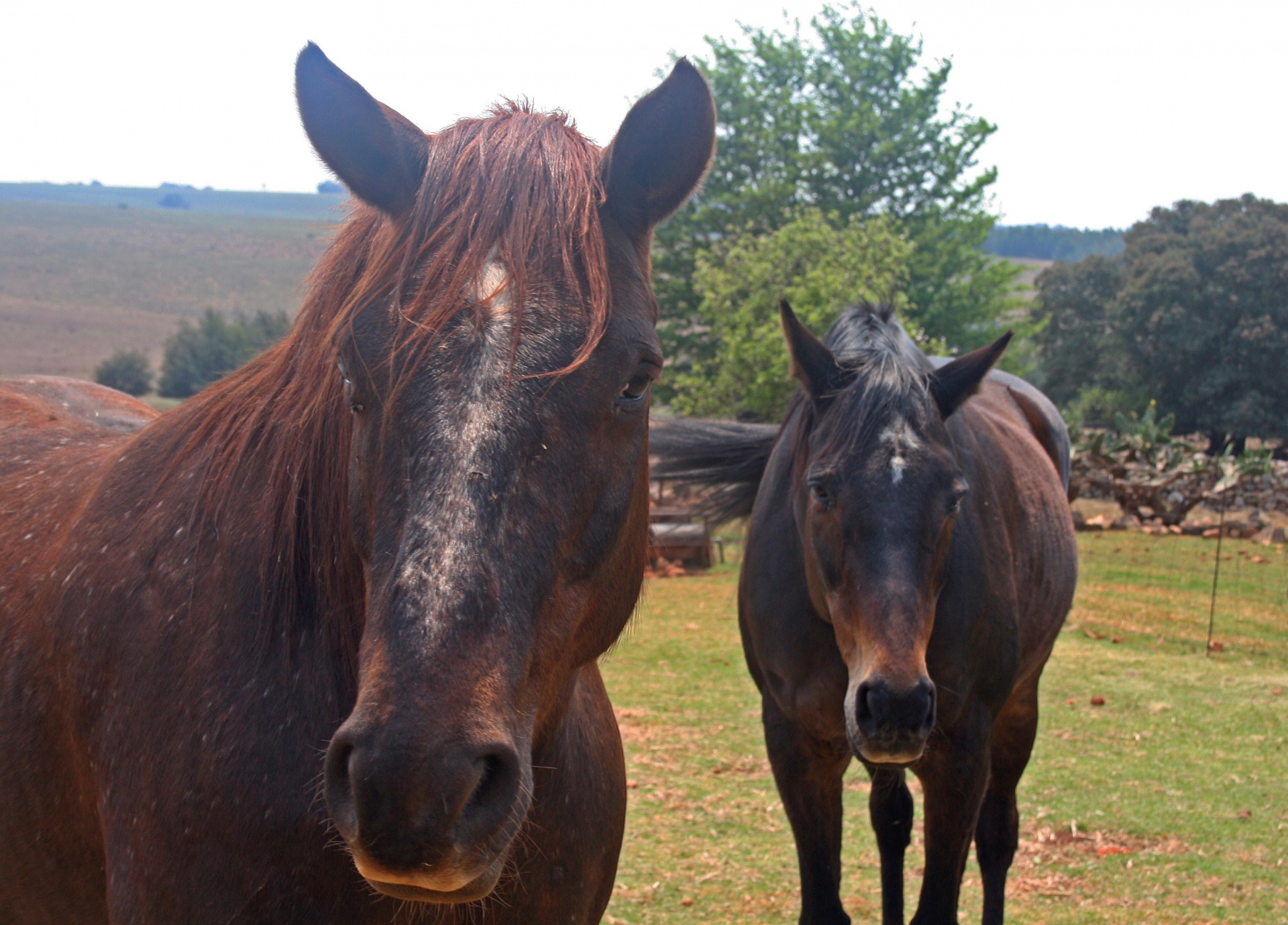 animals equine horses free photo