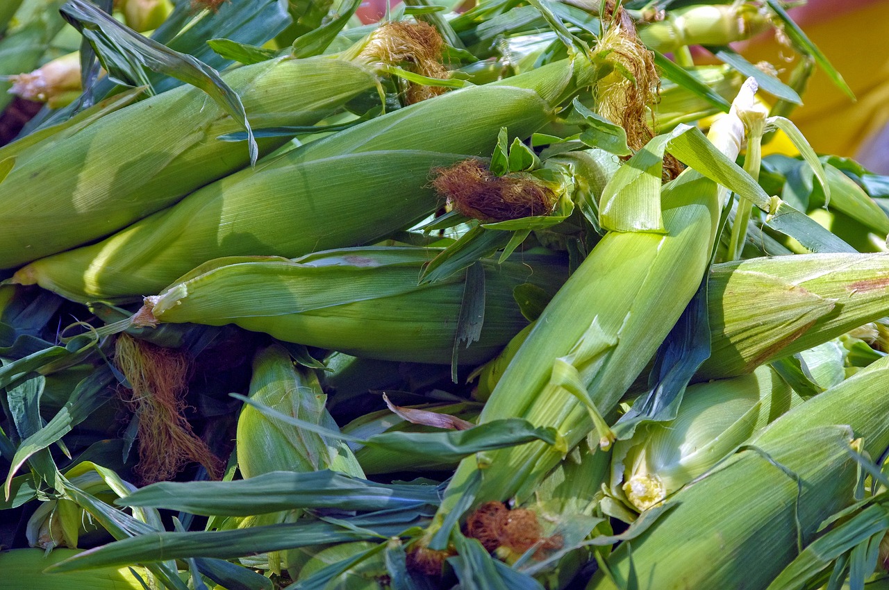 farm market corn  cob  corn free photo