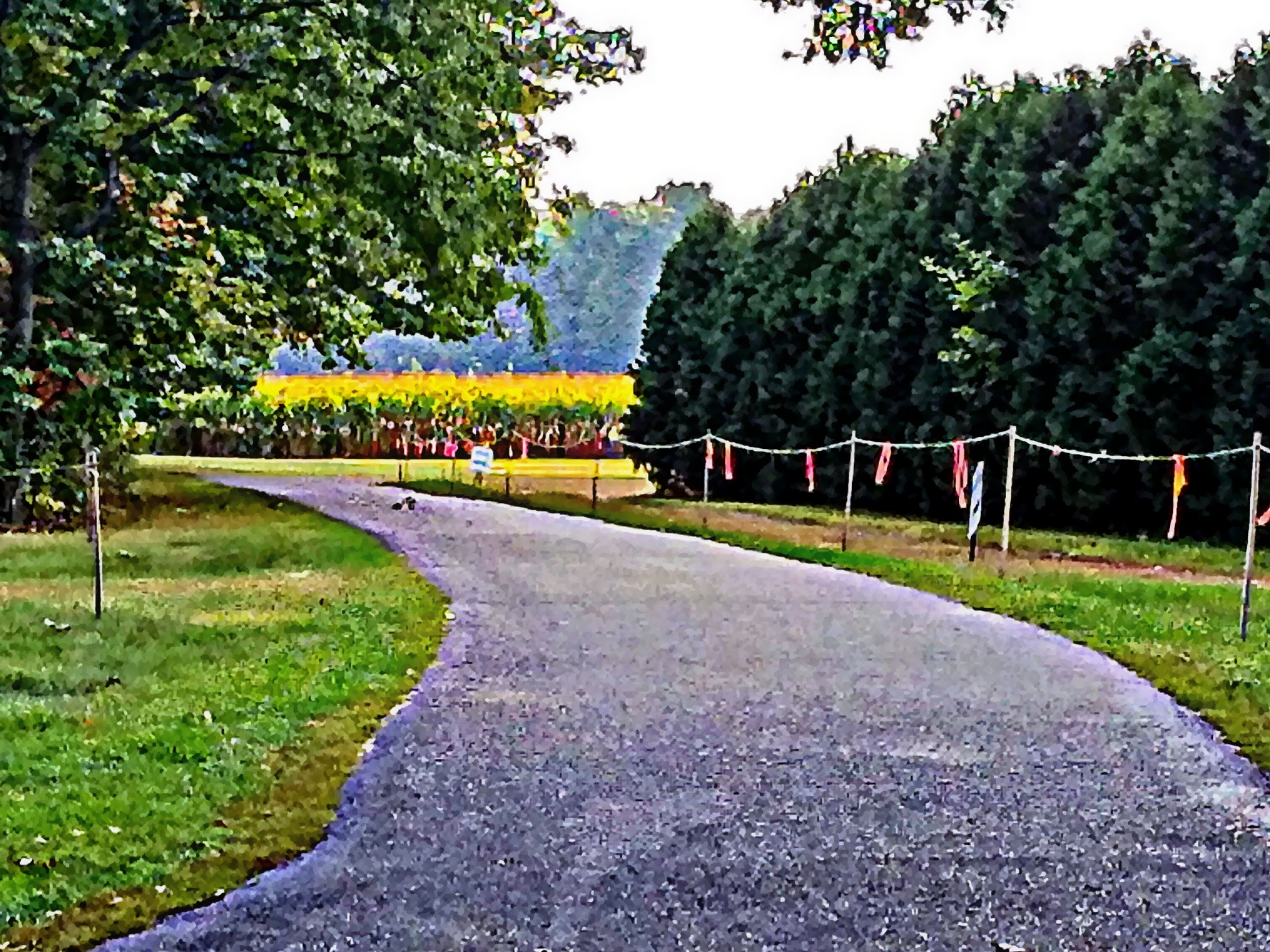 farm road cornfields free photo