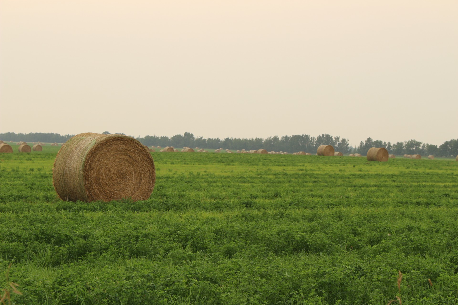 farm round hay free photo