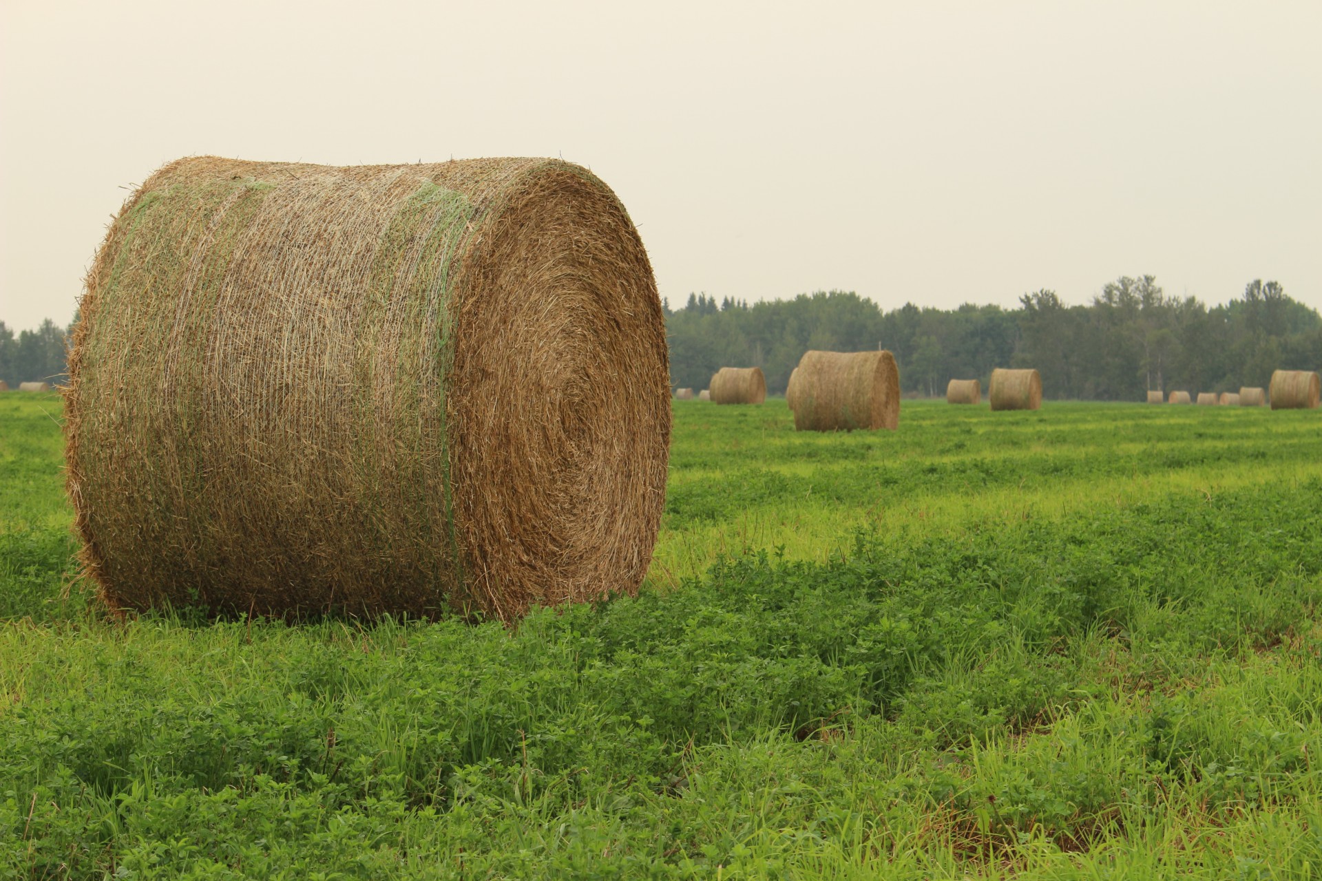 farm round hay free photo