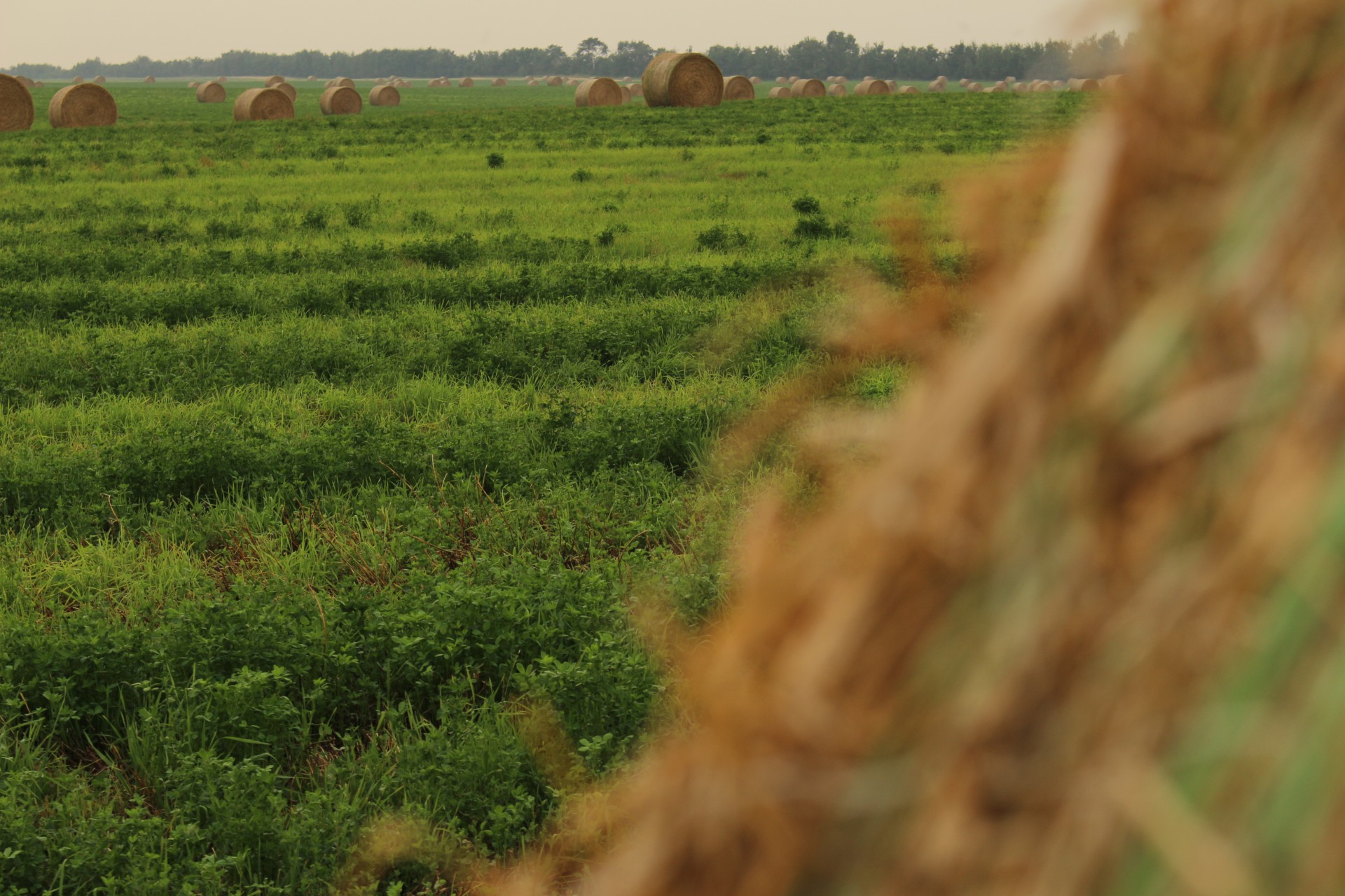 farm round hay free photo