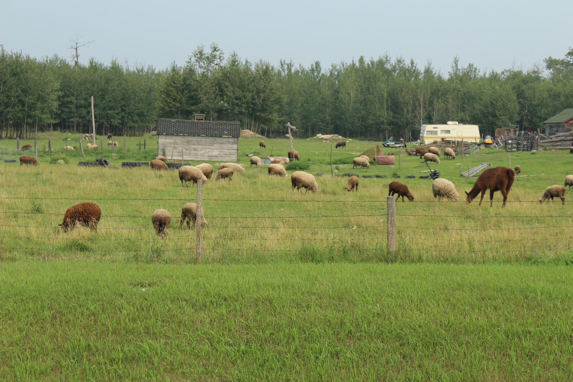 farm sheep lama free photo