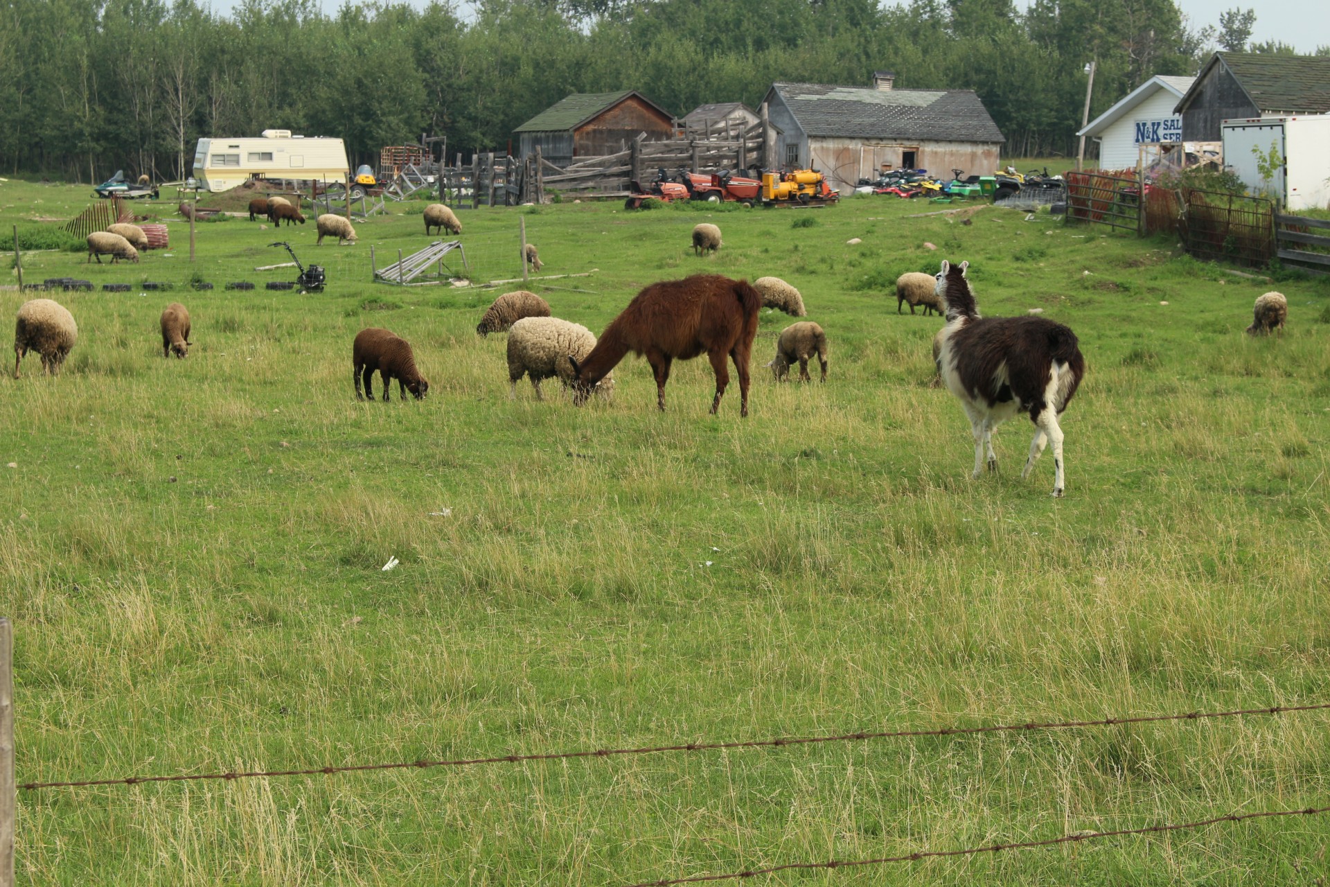 farm sheep lama free photo