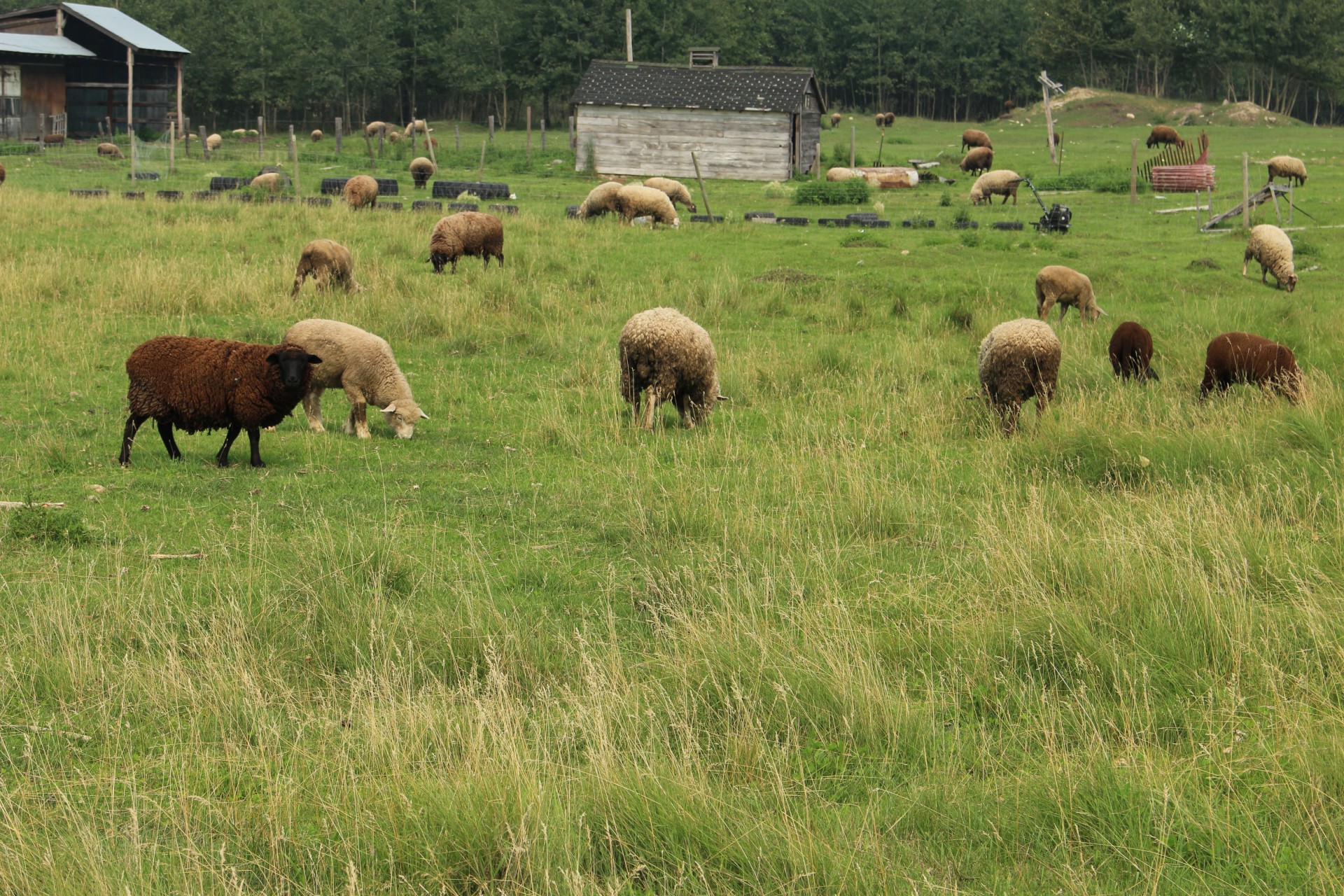 Овцы на ферме фото