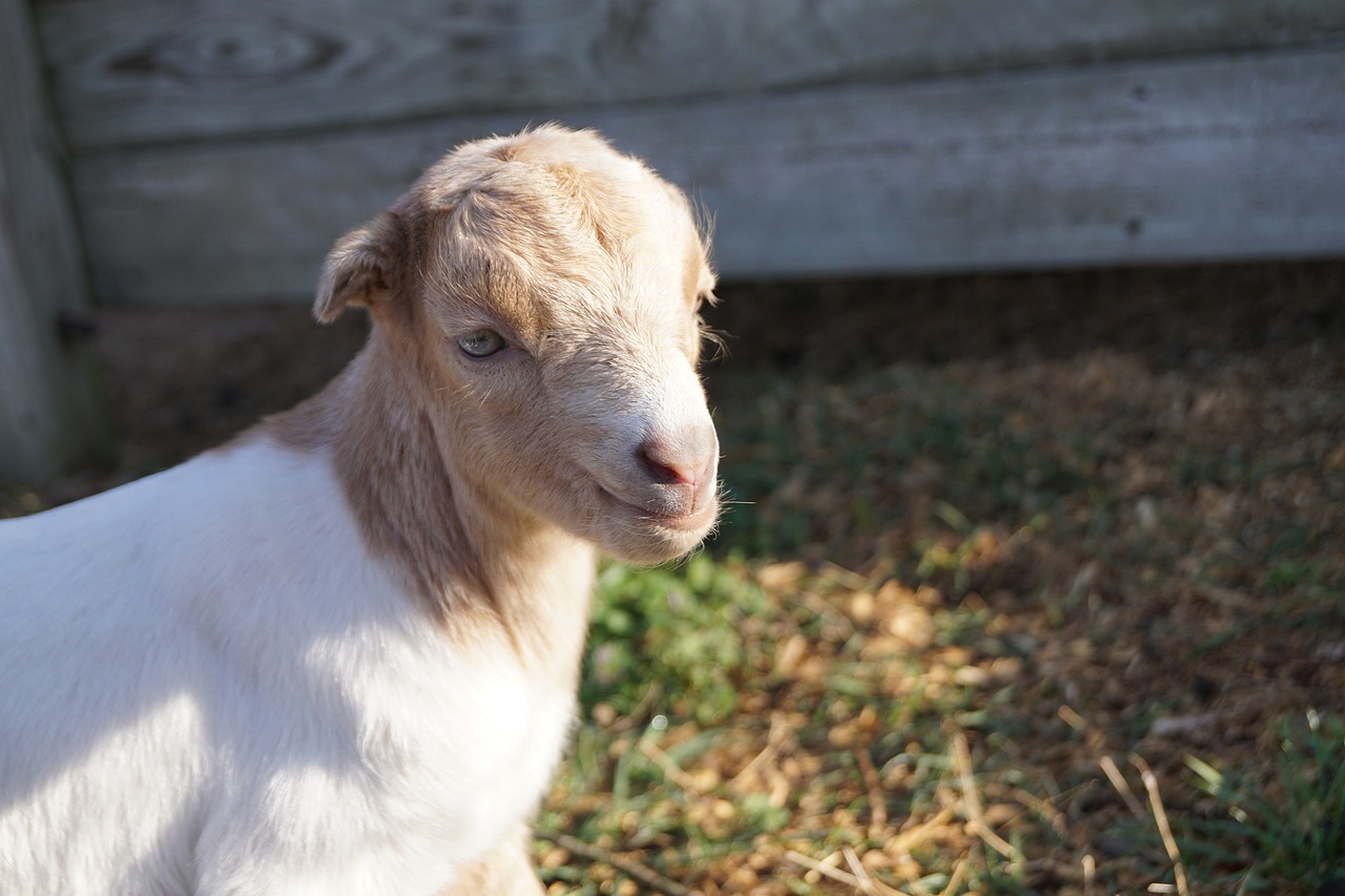 farmer goat kid free photo