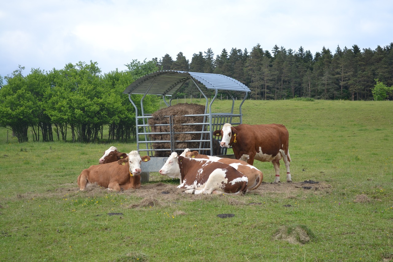 farmer cow agriculture free photo