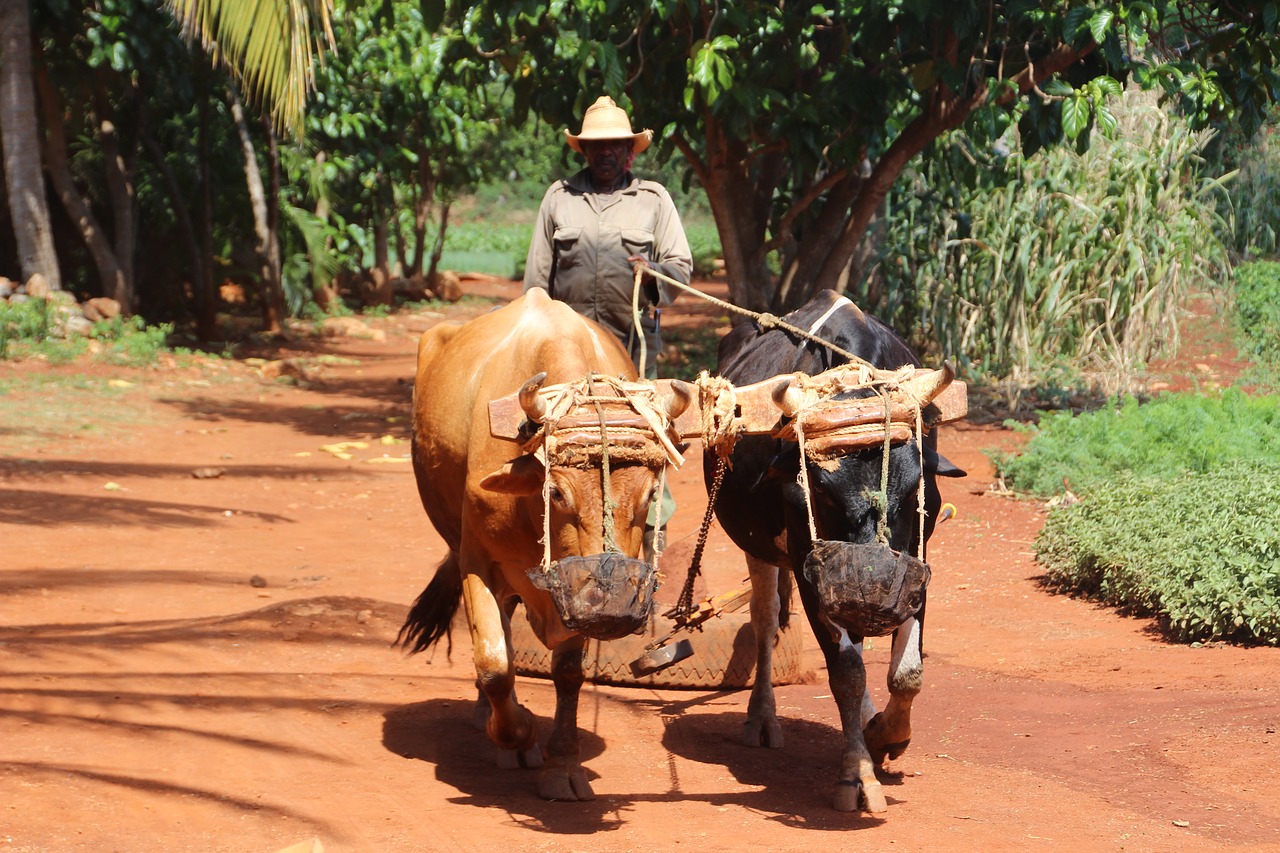 farmer cuba oxen free photo