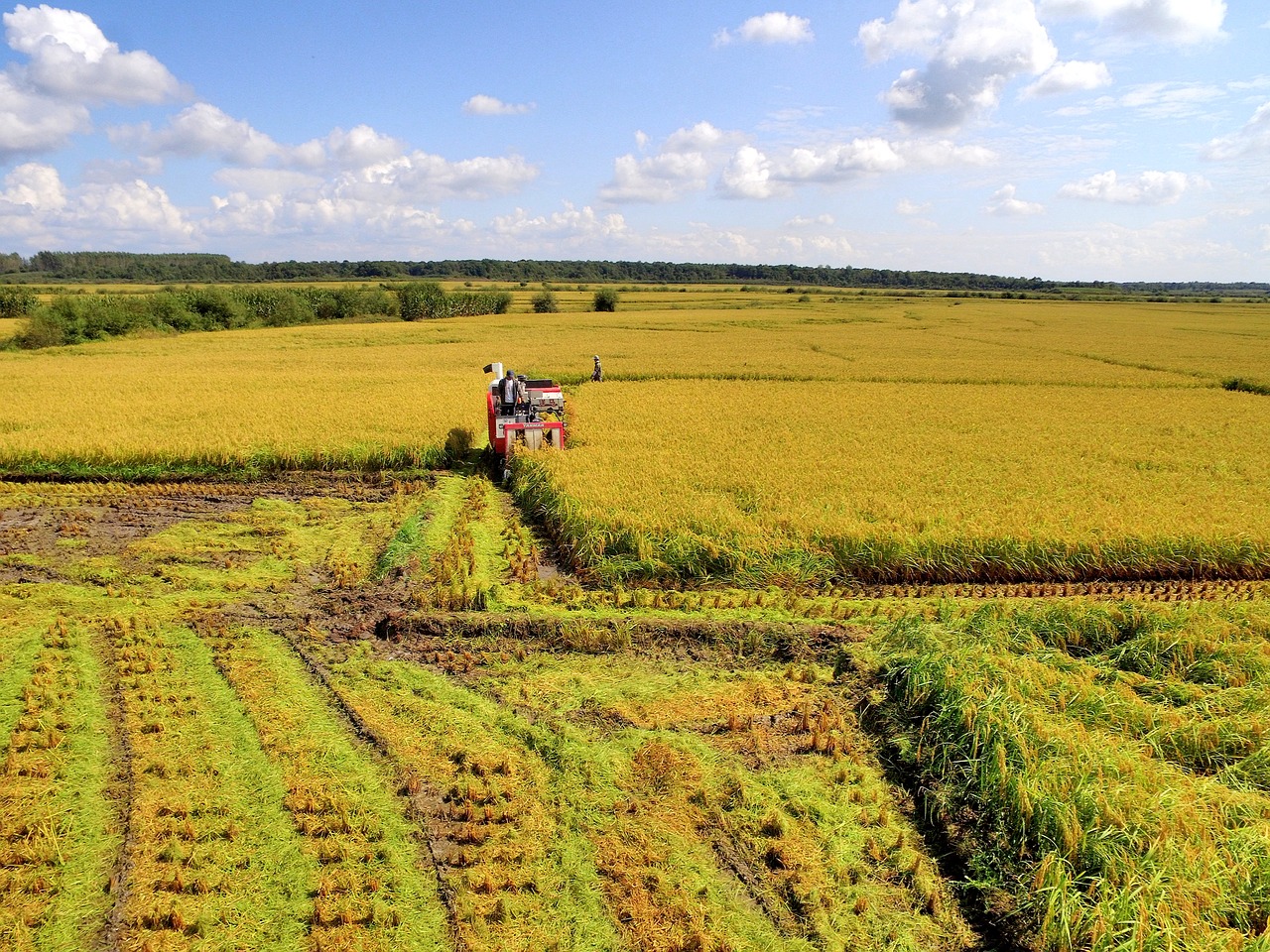 farmer harvest in rice field free photo