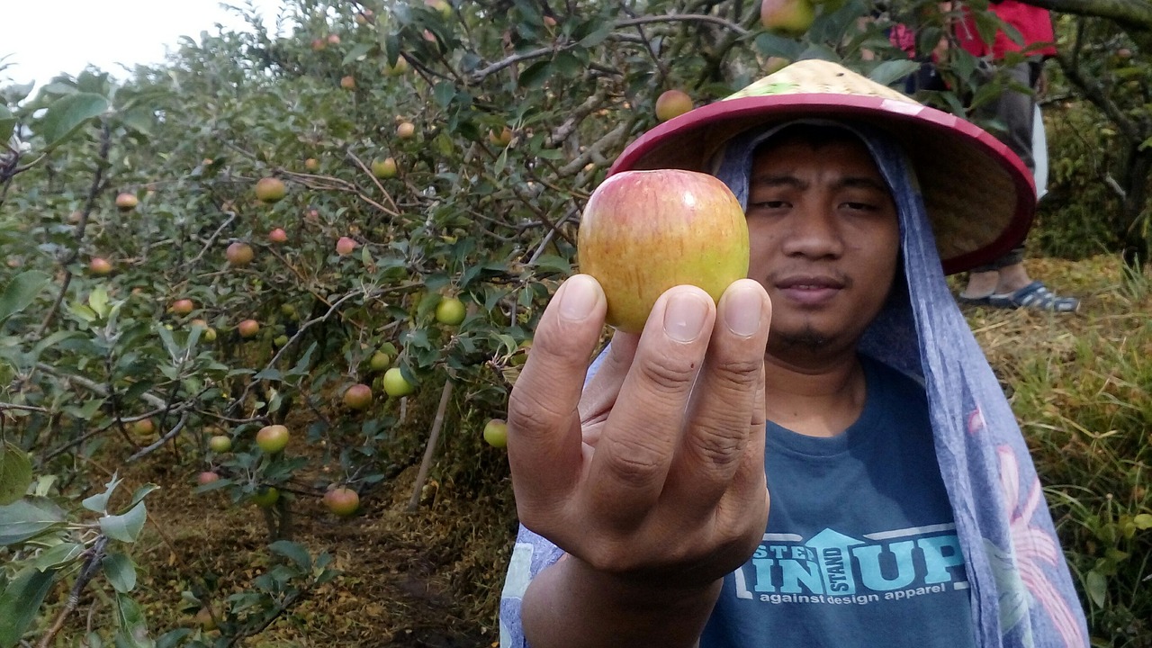 farmer apple nature free photo