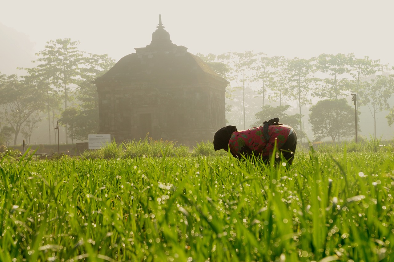 farmer temple rice free photo