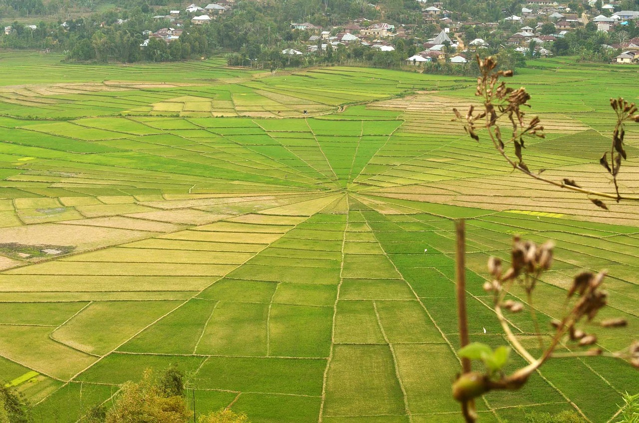 farmer agriculture field free photo