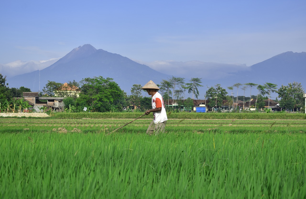 farmer  rice field  countryside free photo
