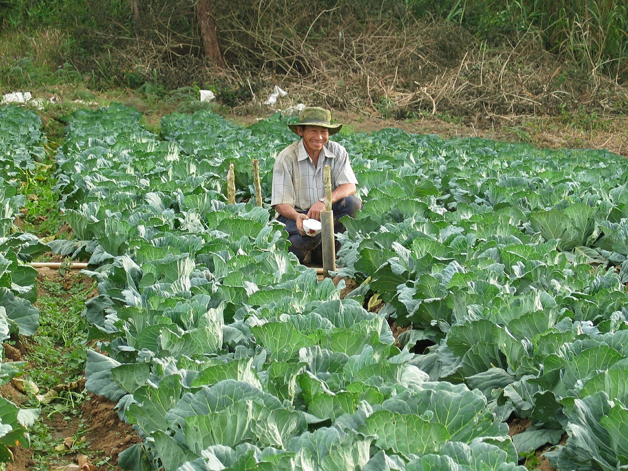 farmer harvesting vegetables free photo