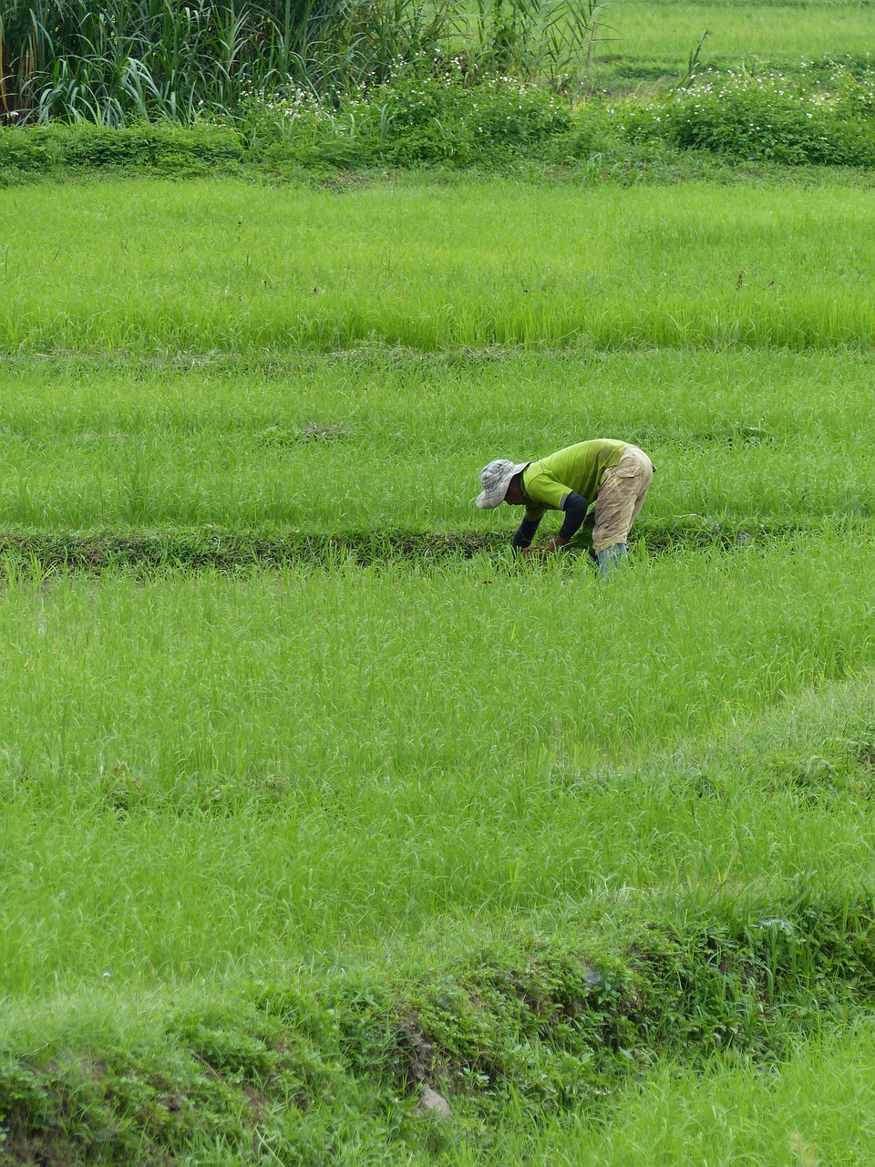 farmer rice thailand free photo