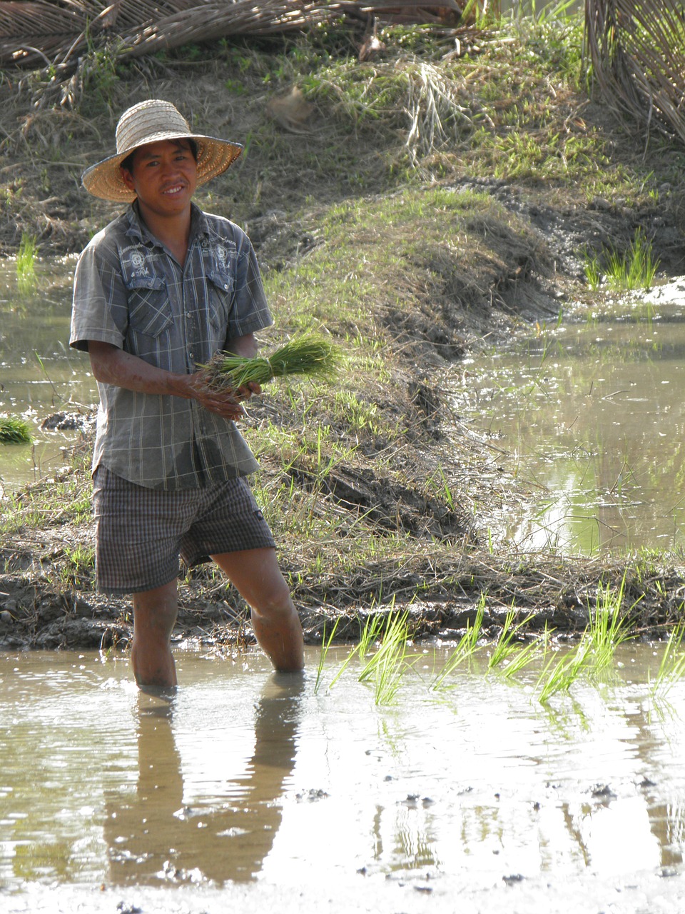 farmer rice plantation free photo