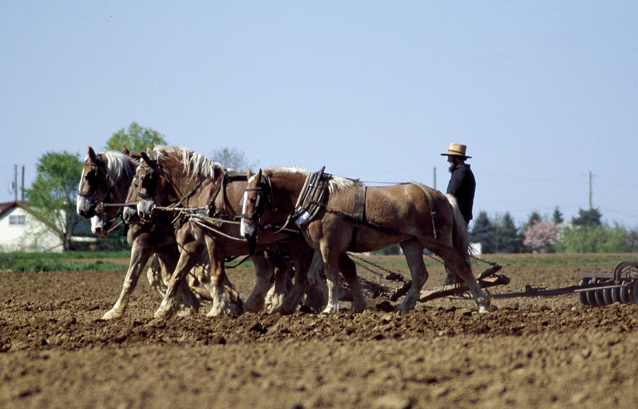 farmer horses agriculture free photo