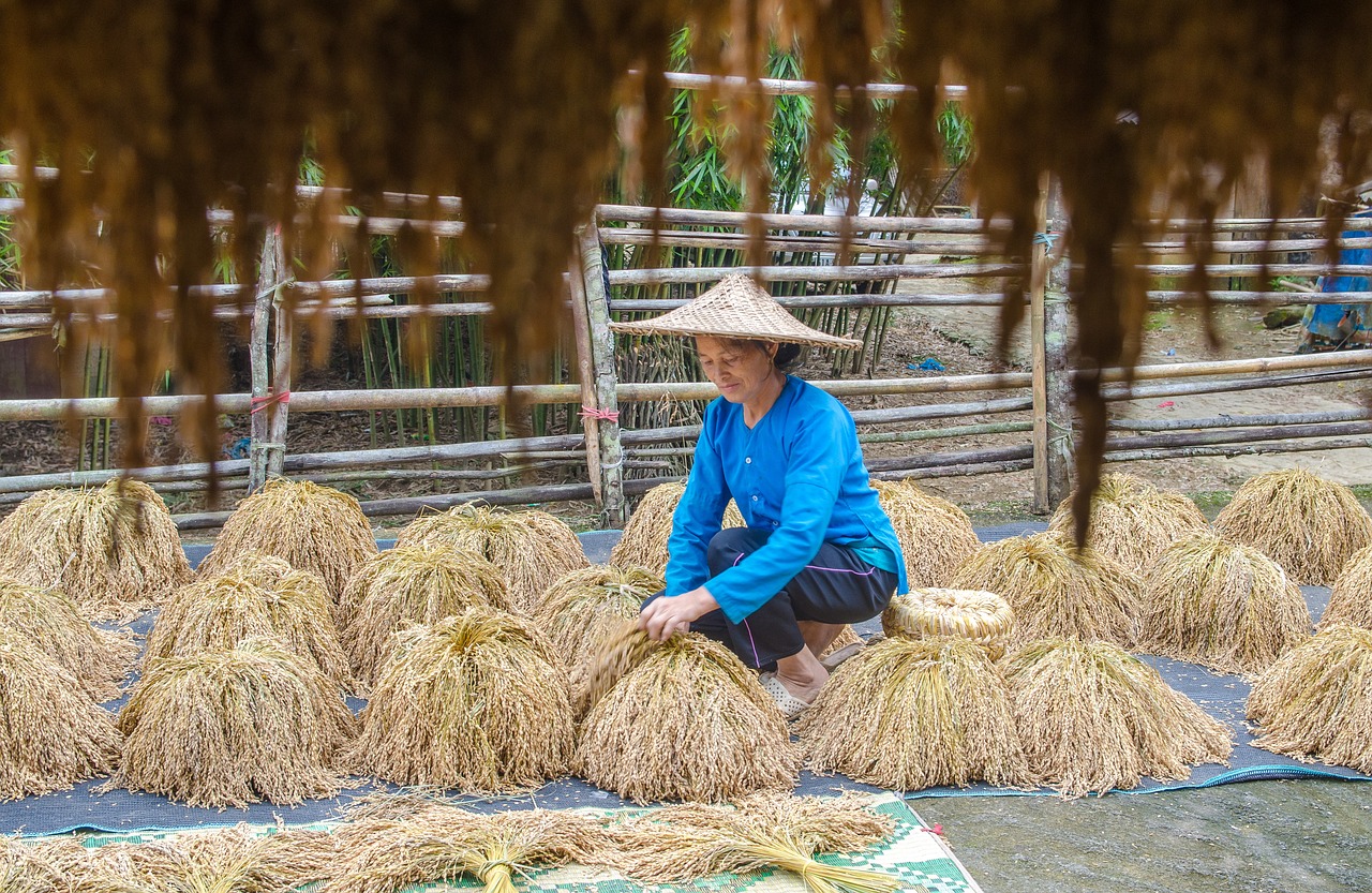 farmers  drying paddy  rice free photo