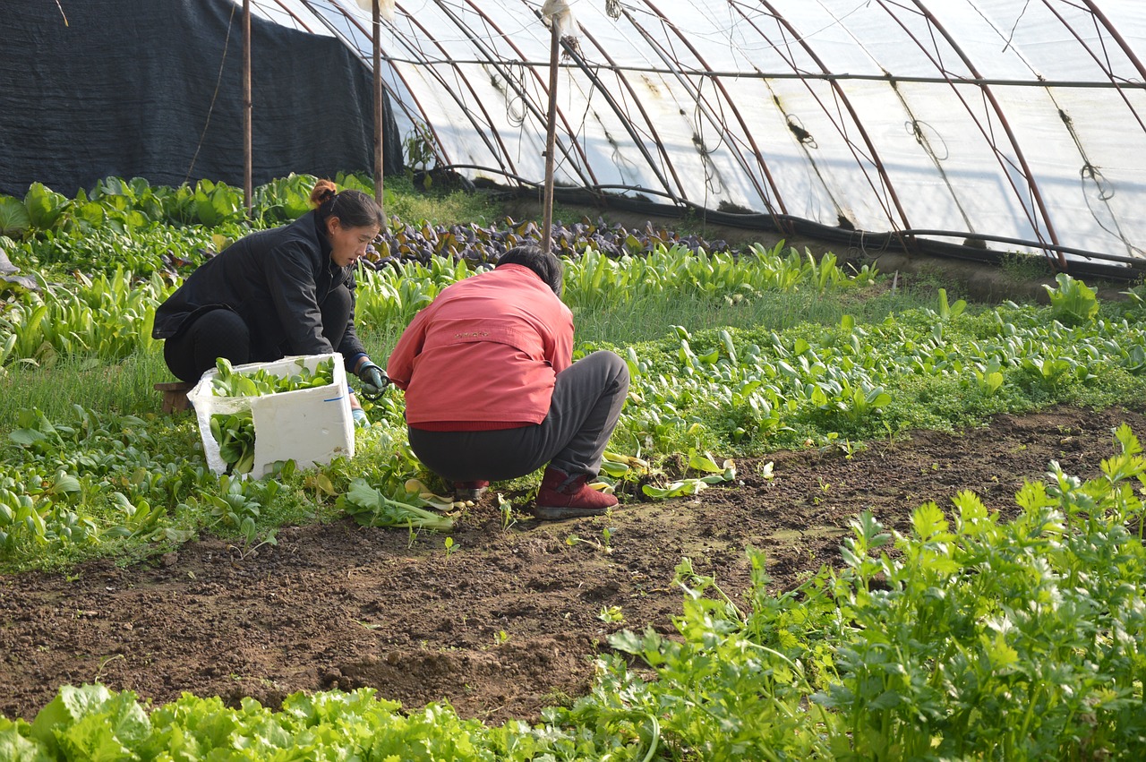 farmers women asian free photo