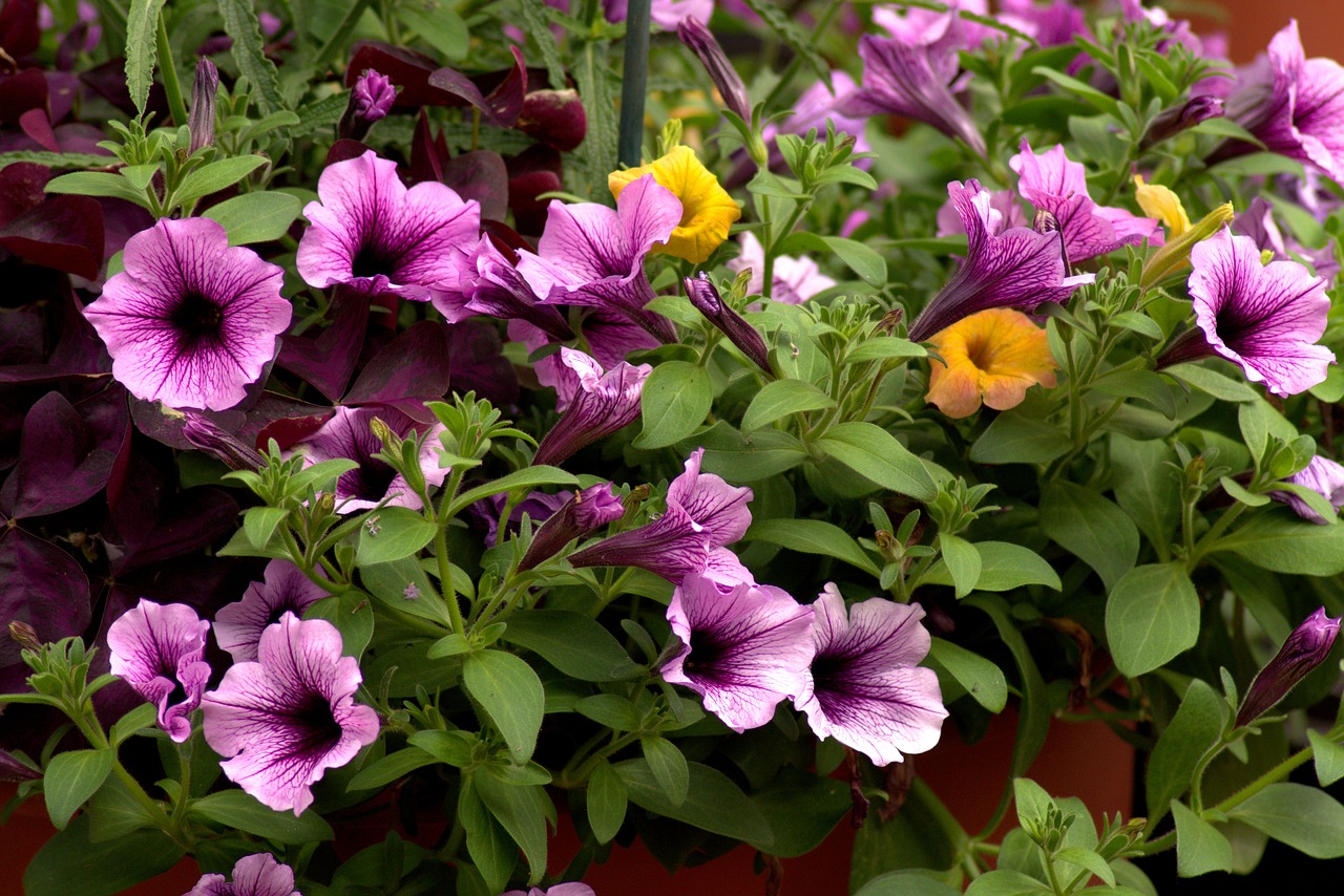 farmers market petunias  farmers market flowers  market free photo