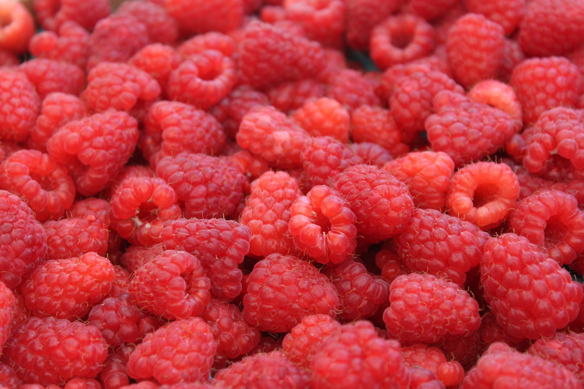 raspberries farmers market sale free photo