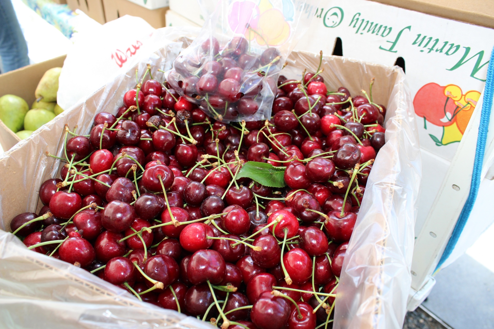 cherries fresh harvest free photo