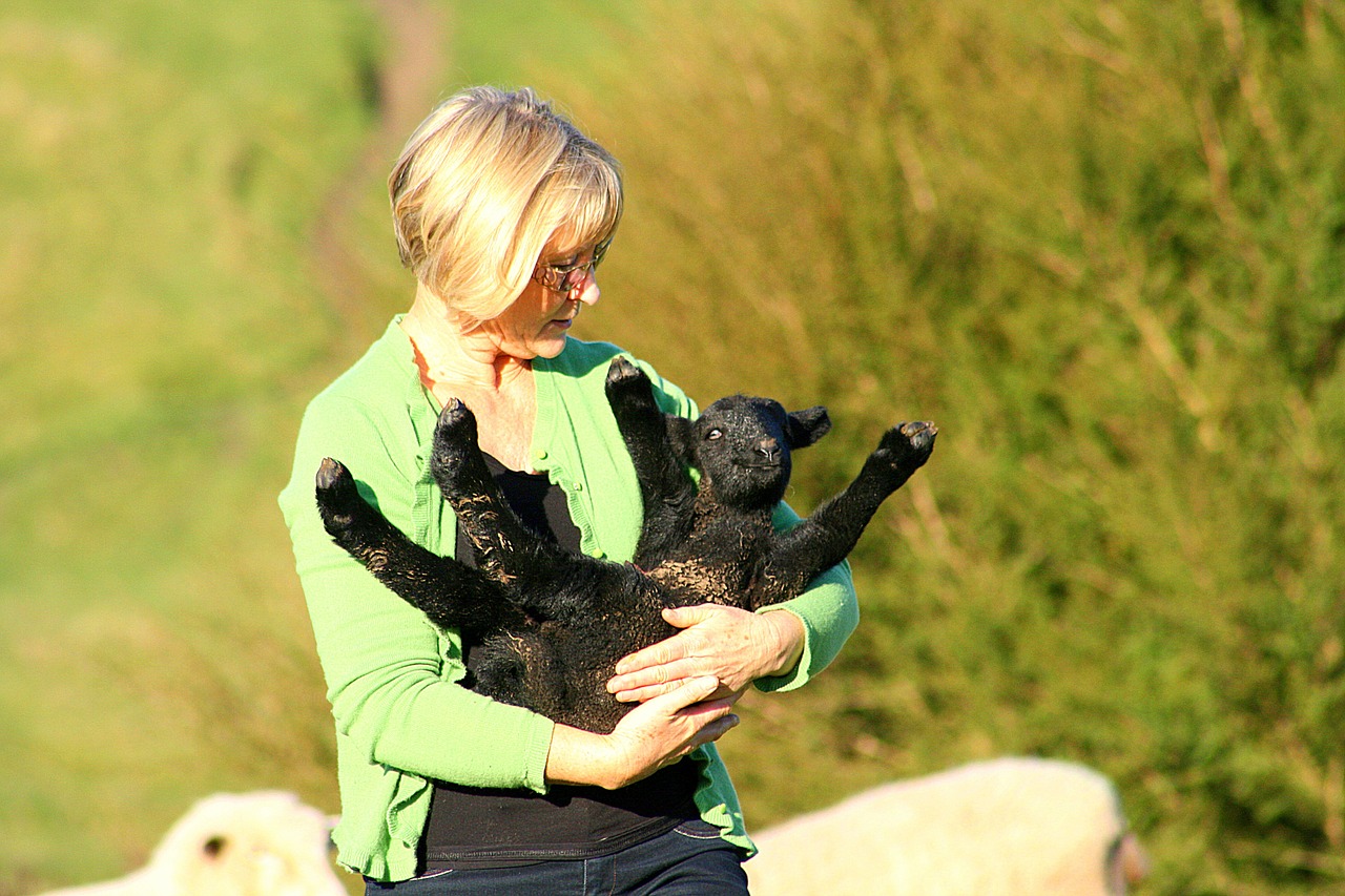 farming woman lamb free photo