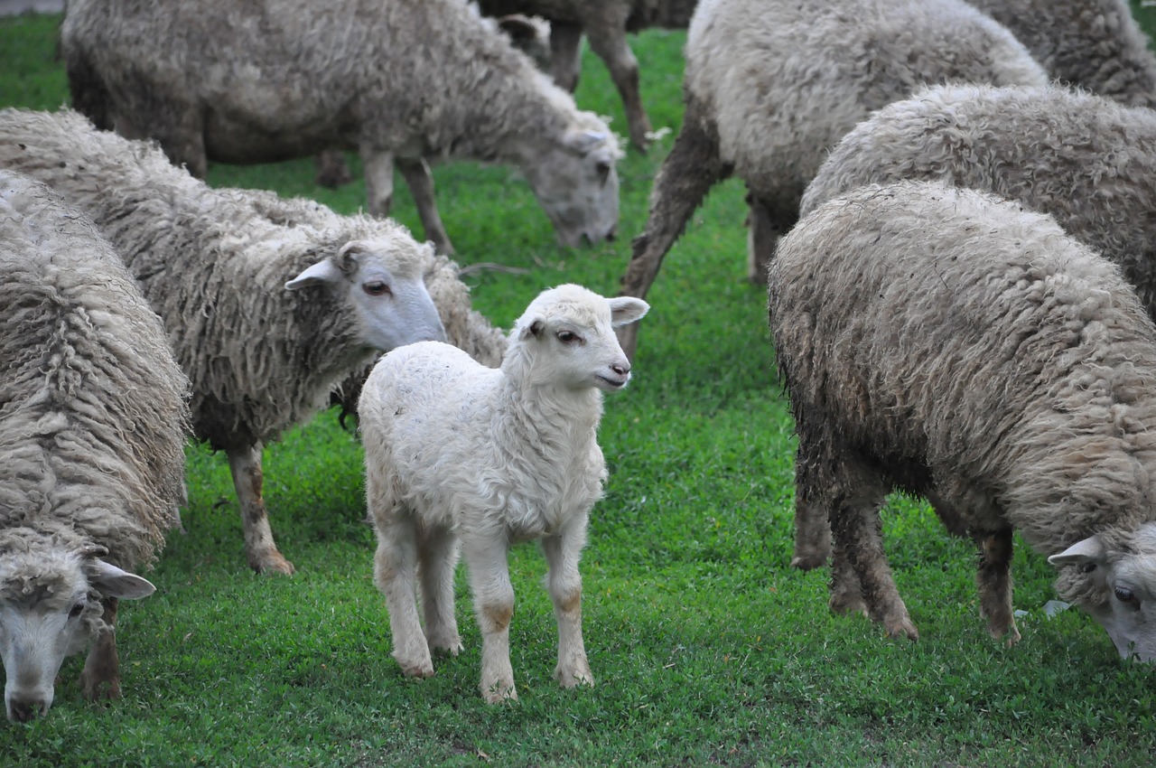 farming farm lamb free photo