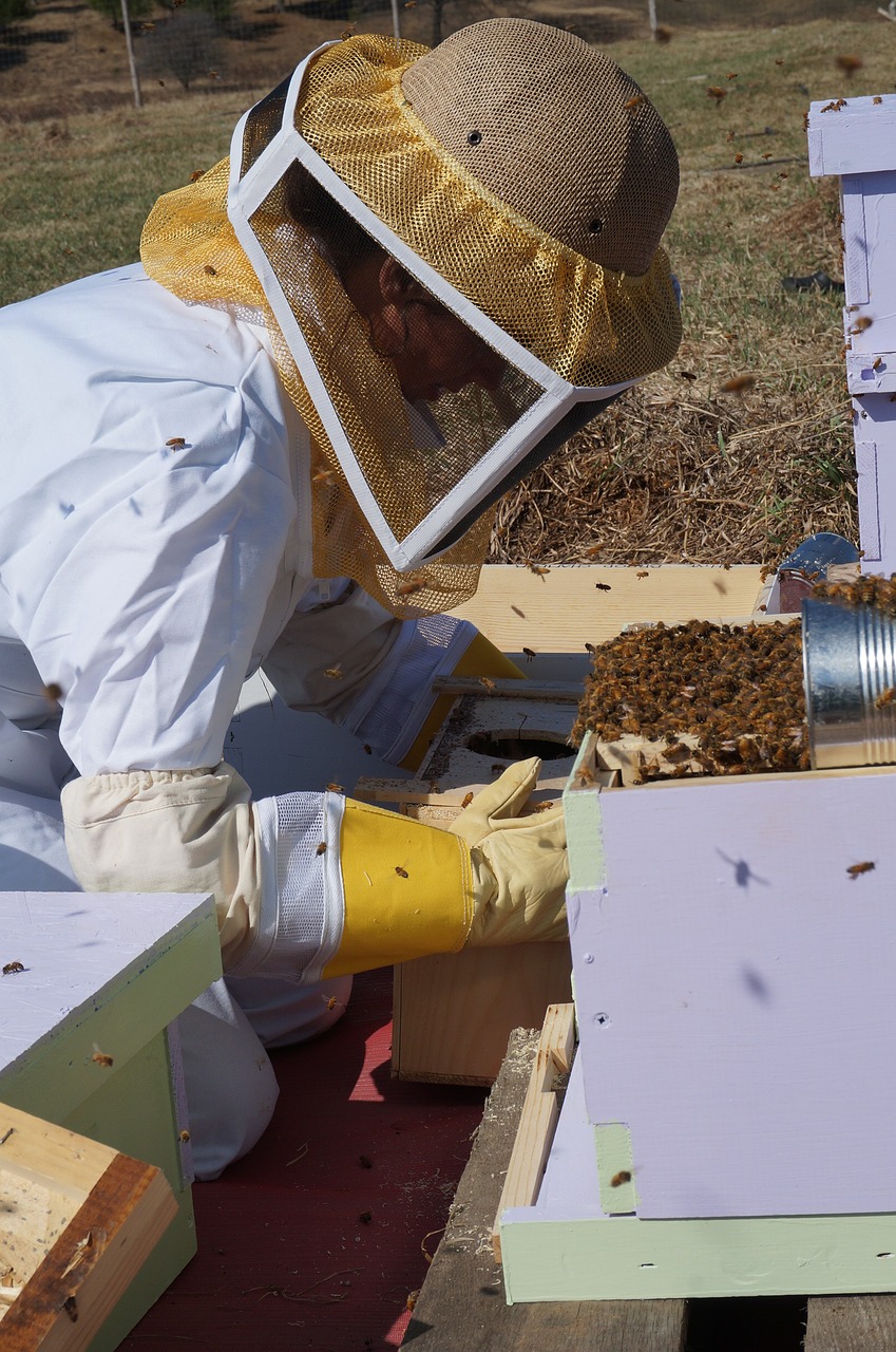 farming beekeeping bees free photo
