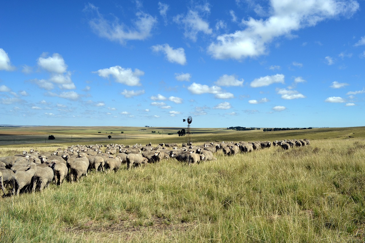 sheep agricultural farming free photo