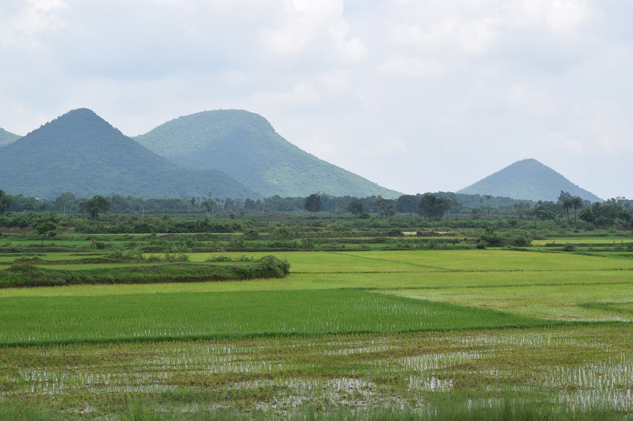 farming indian odisha free photo