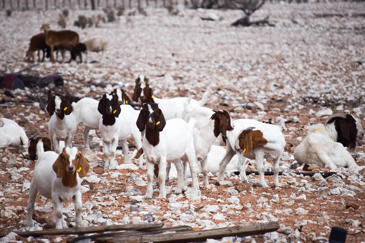 farming  goats  animal free photo