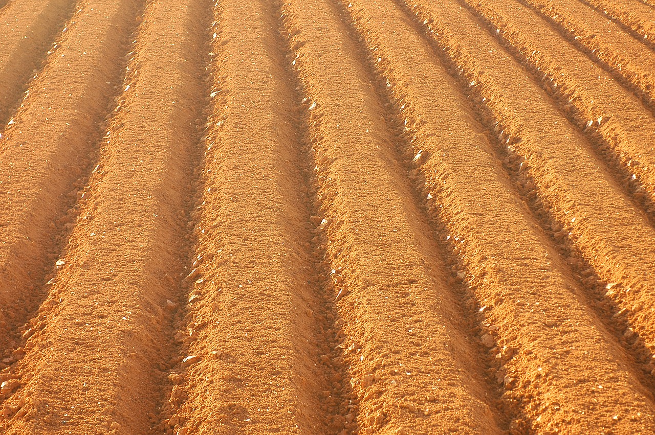 farming field sulcus free photo