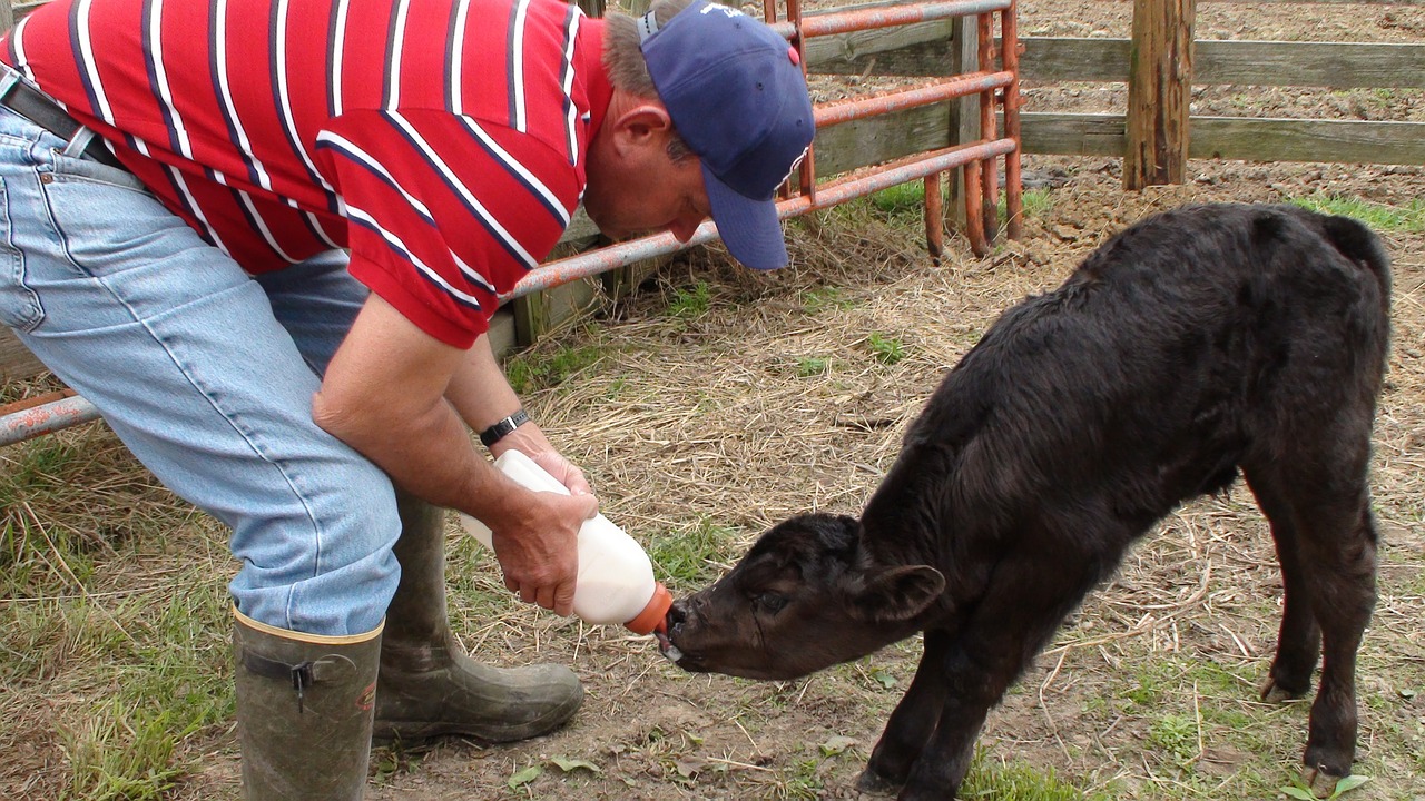 farming bottle feed farm free photo