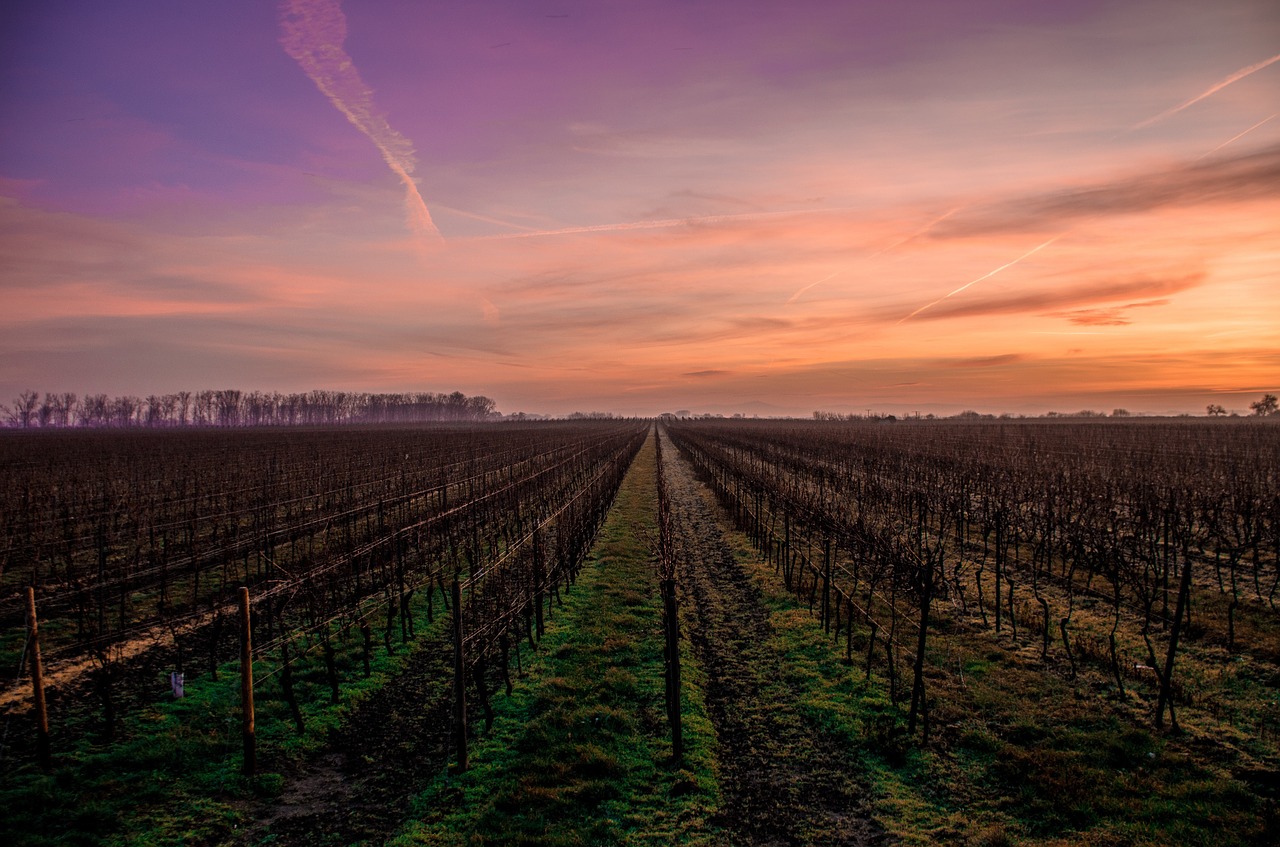 farmland sunset field free photo