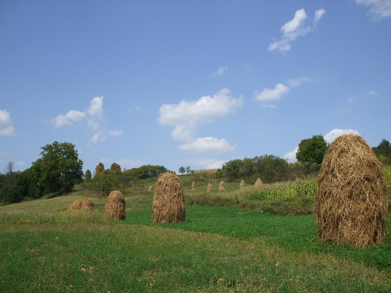 farmland haystacks countryside free photo