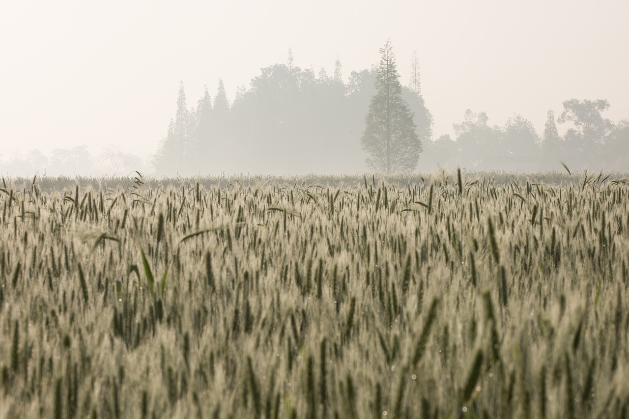 farmland  in rice field  rice free photo