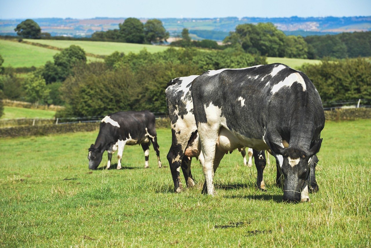 farmland livestock cattle free photo