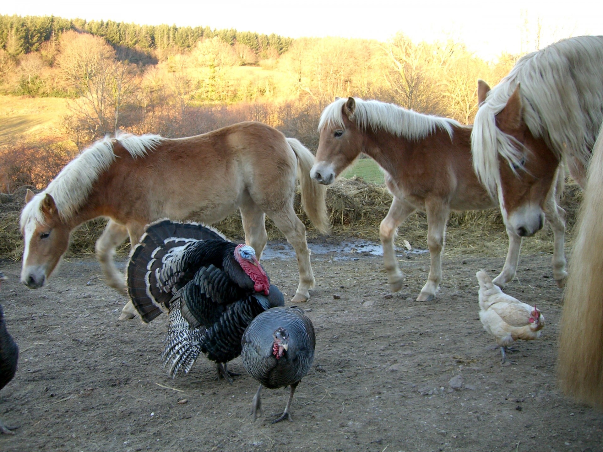 horses turkey hen free photo