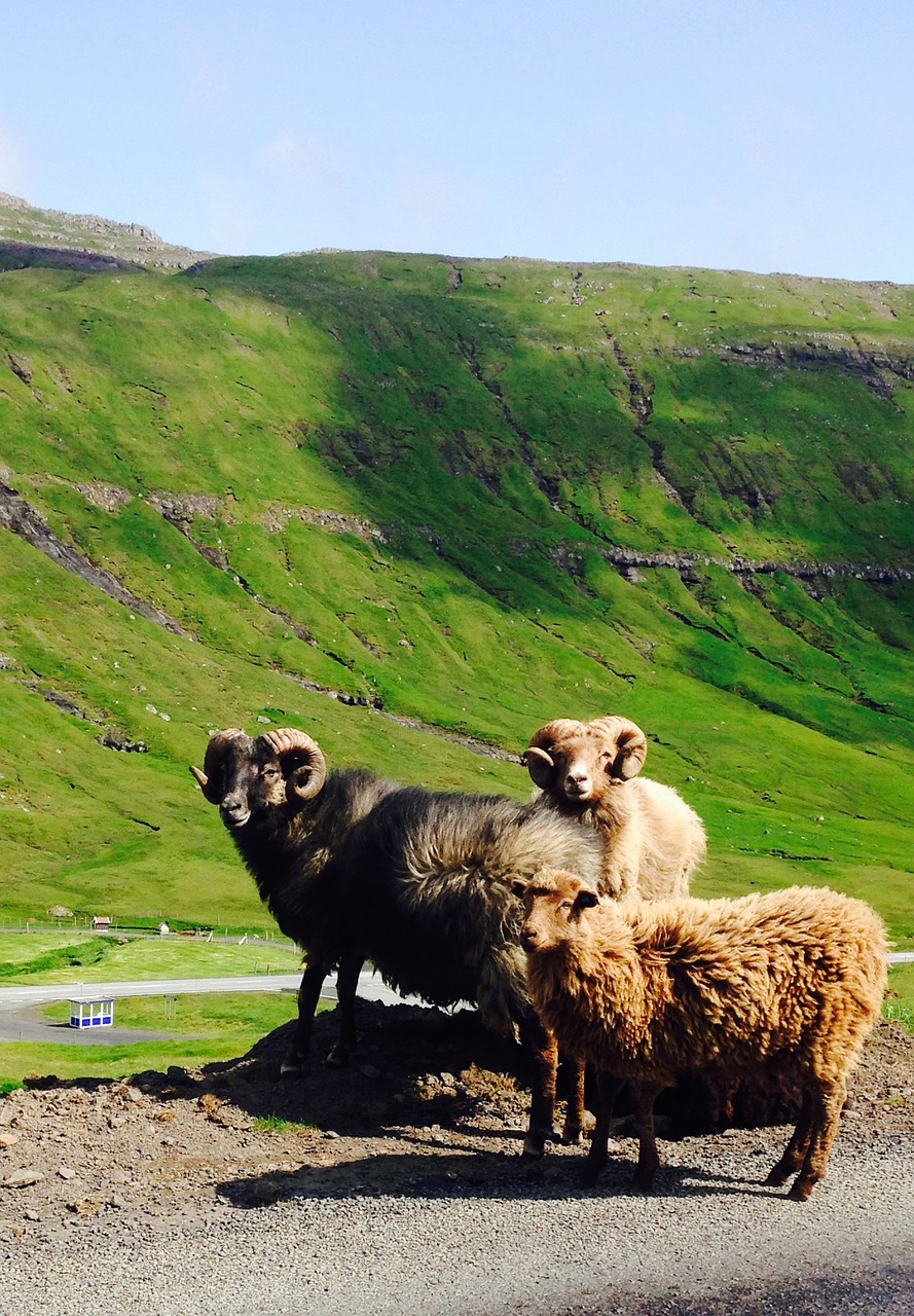 faroeislands sheeps nature free photo