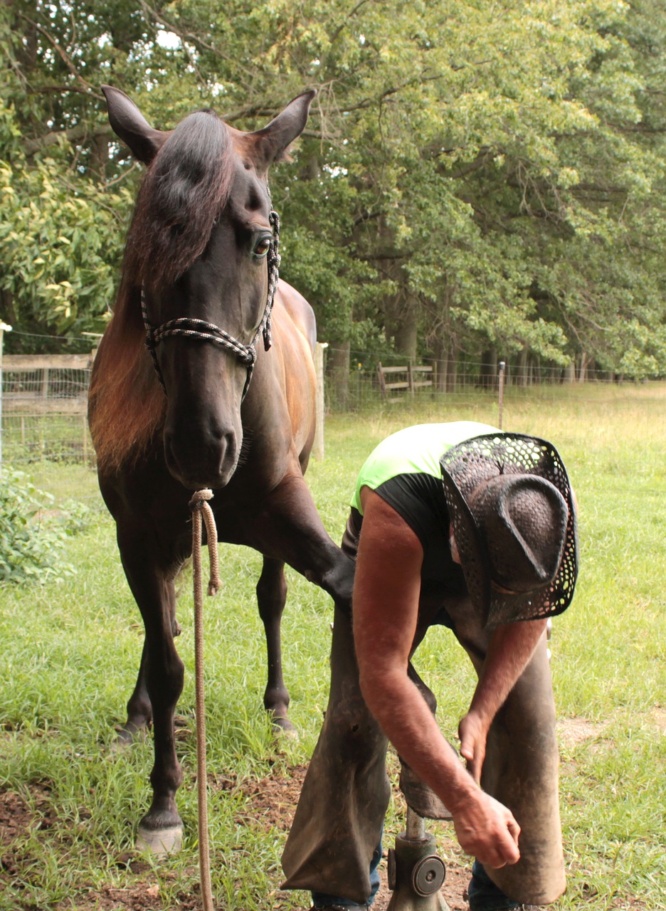 farrier horse cooperation free photo