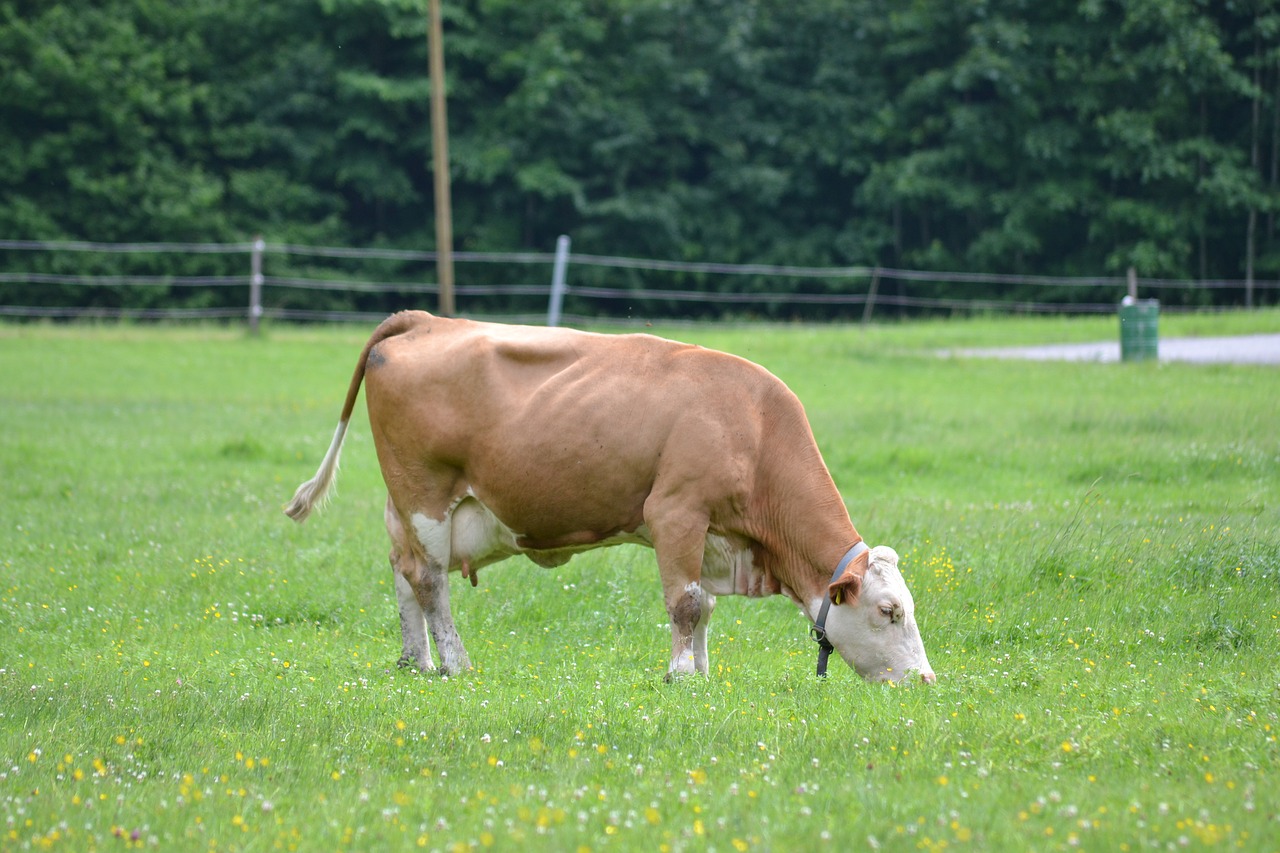 fat cow grazing peacefully green fields free photo